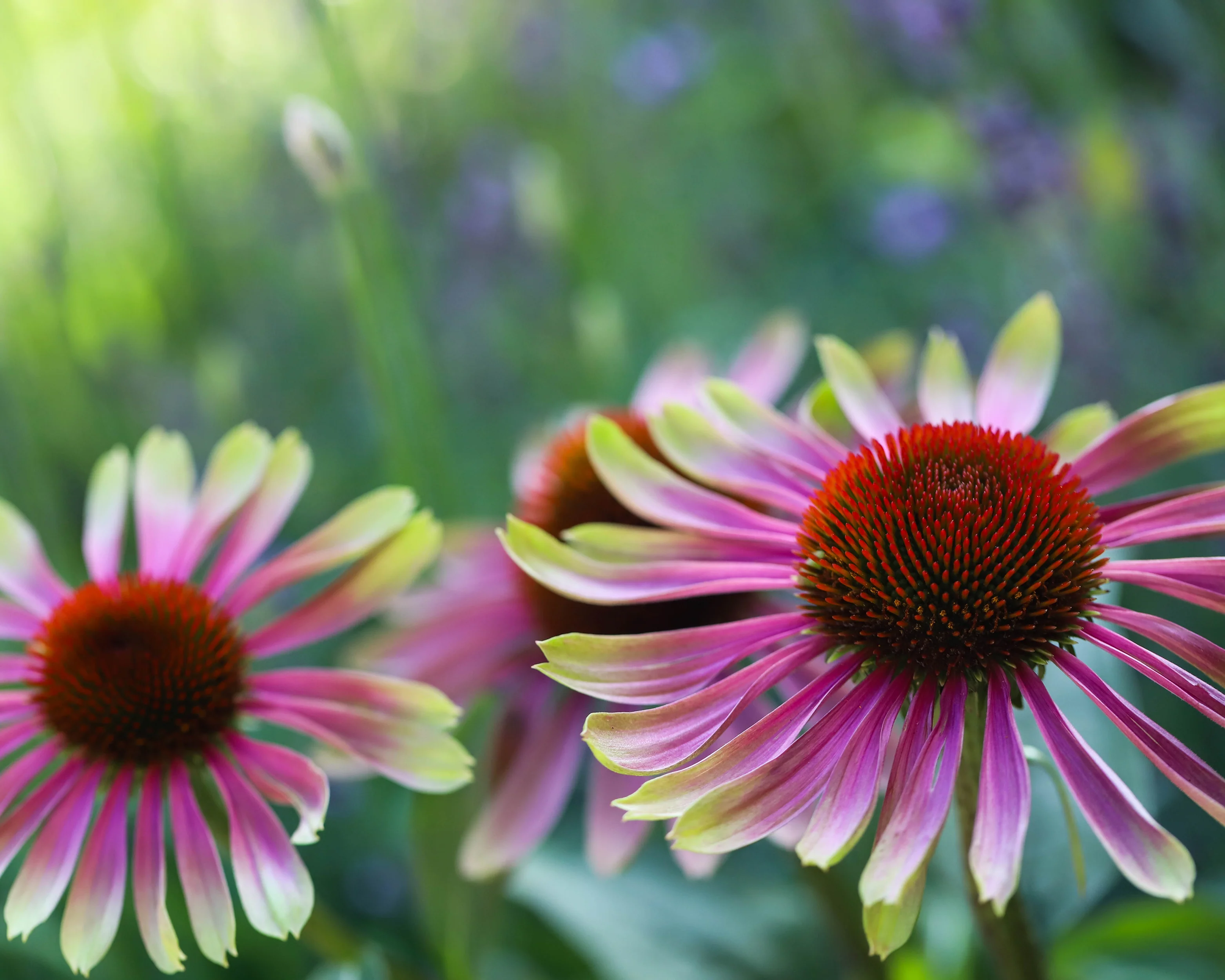 Echinacea 'Green Twister' - Image 5