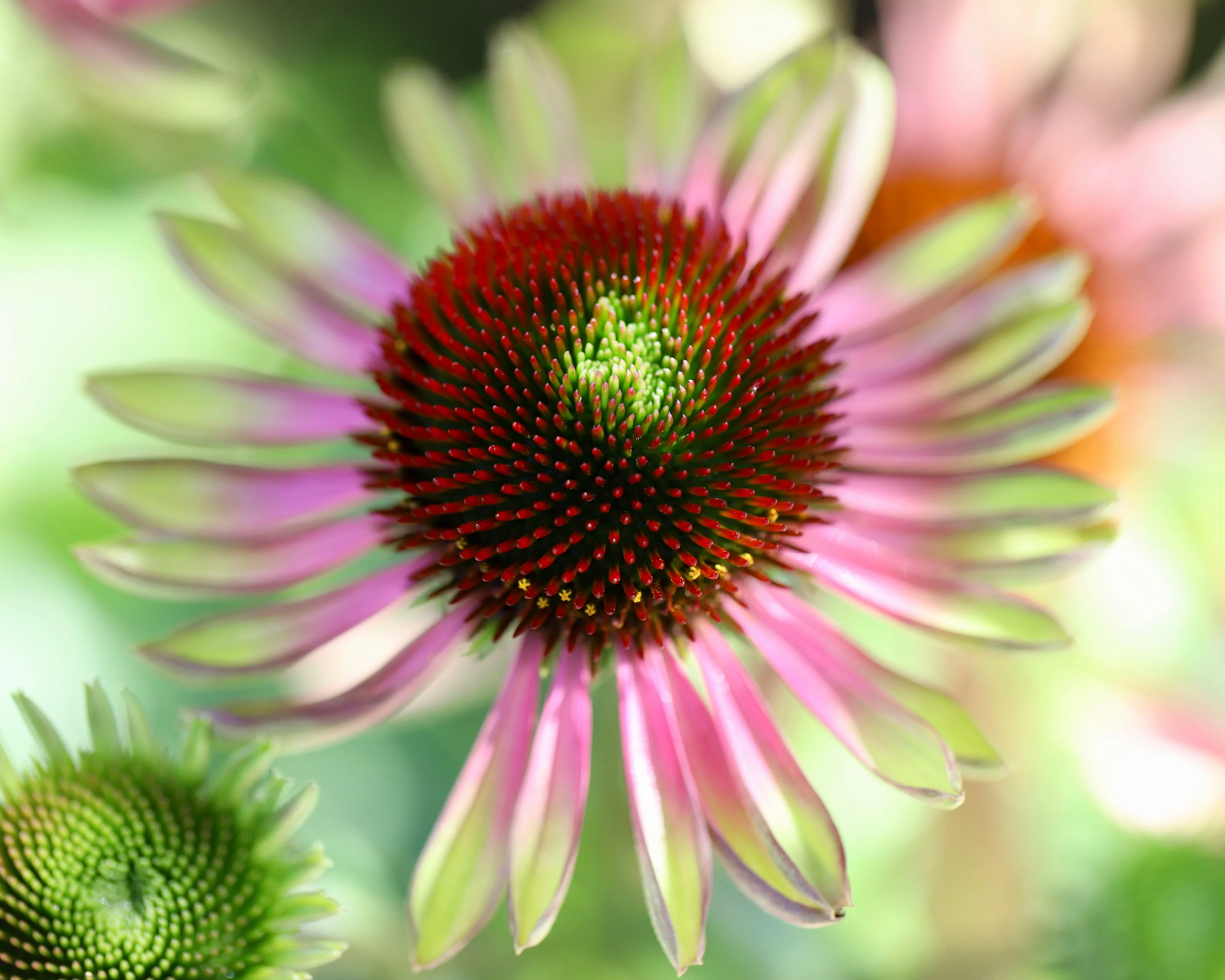 Echinacea 'Green Twister' - Image 7
