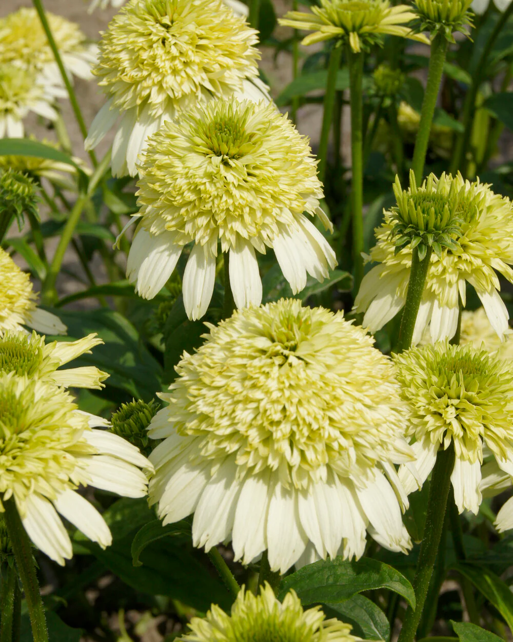 Echinacea 'Honeydew' - Image 5