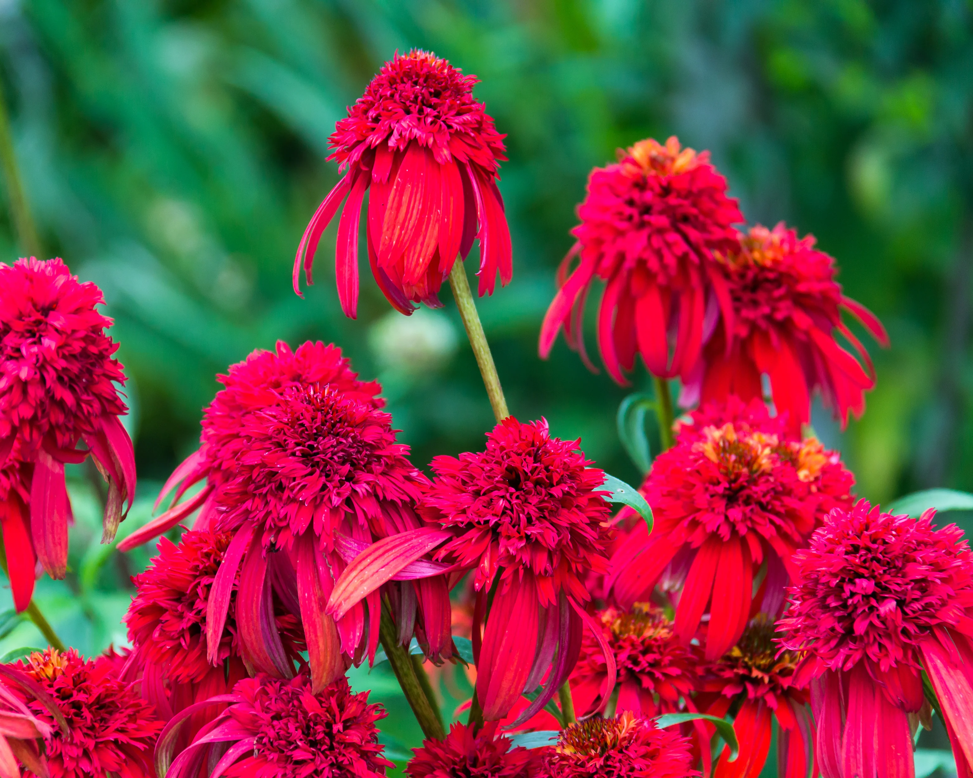 Echinacea 'Hot Papaya' - Image 2