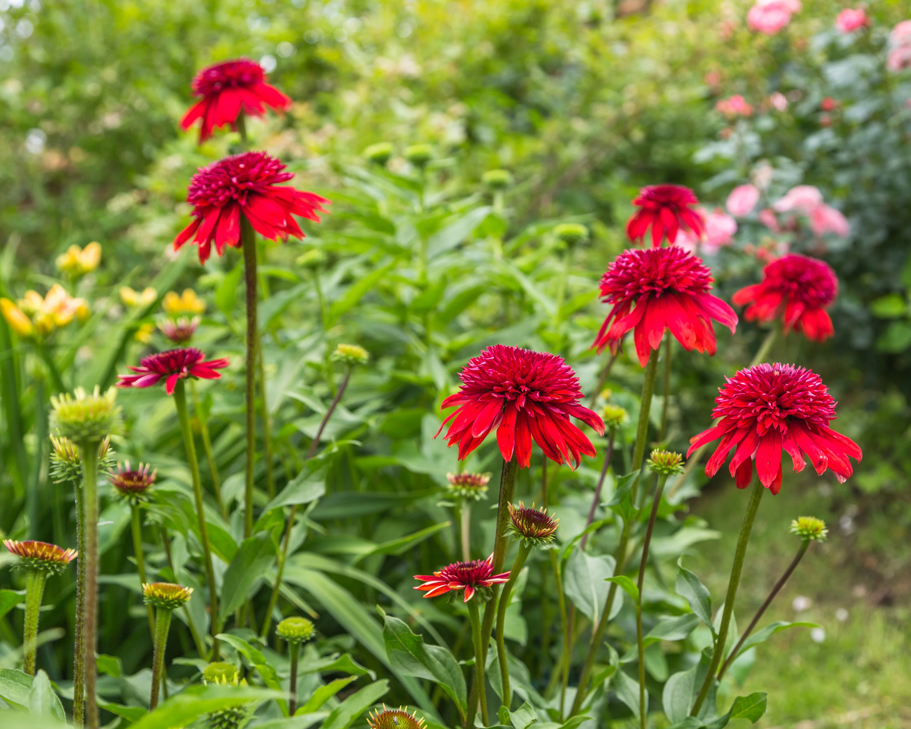 Echinacea 'Hot Papaya' - Image 3