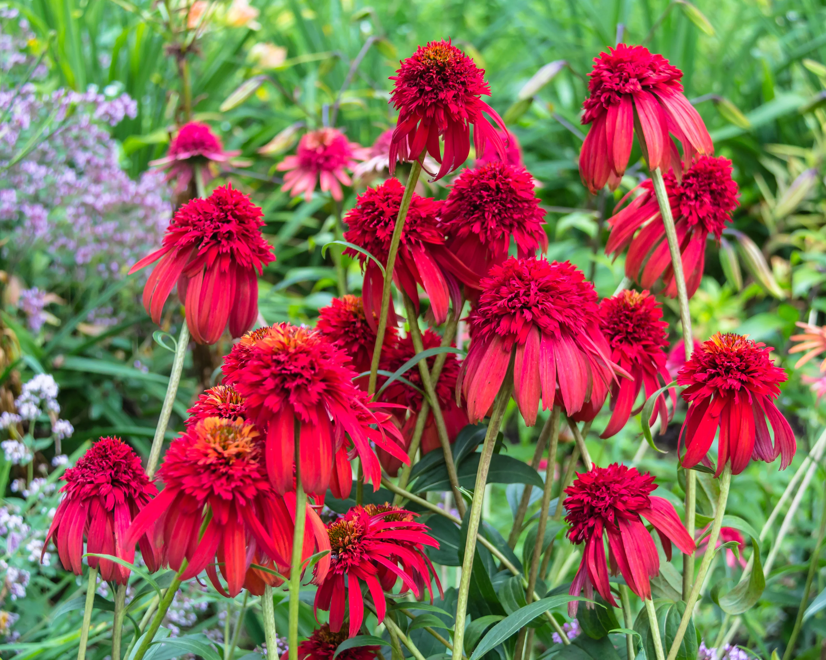Echinacea 'Hot Papaya' - Image 5