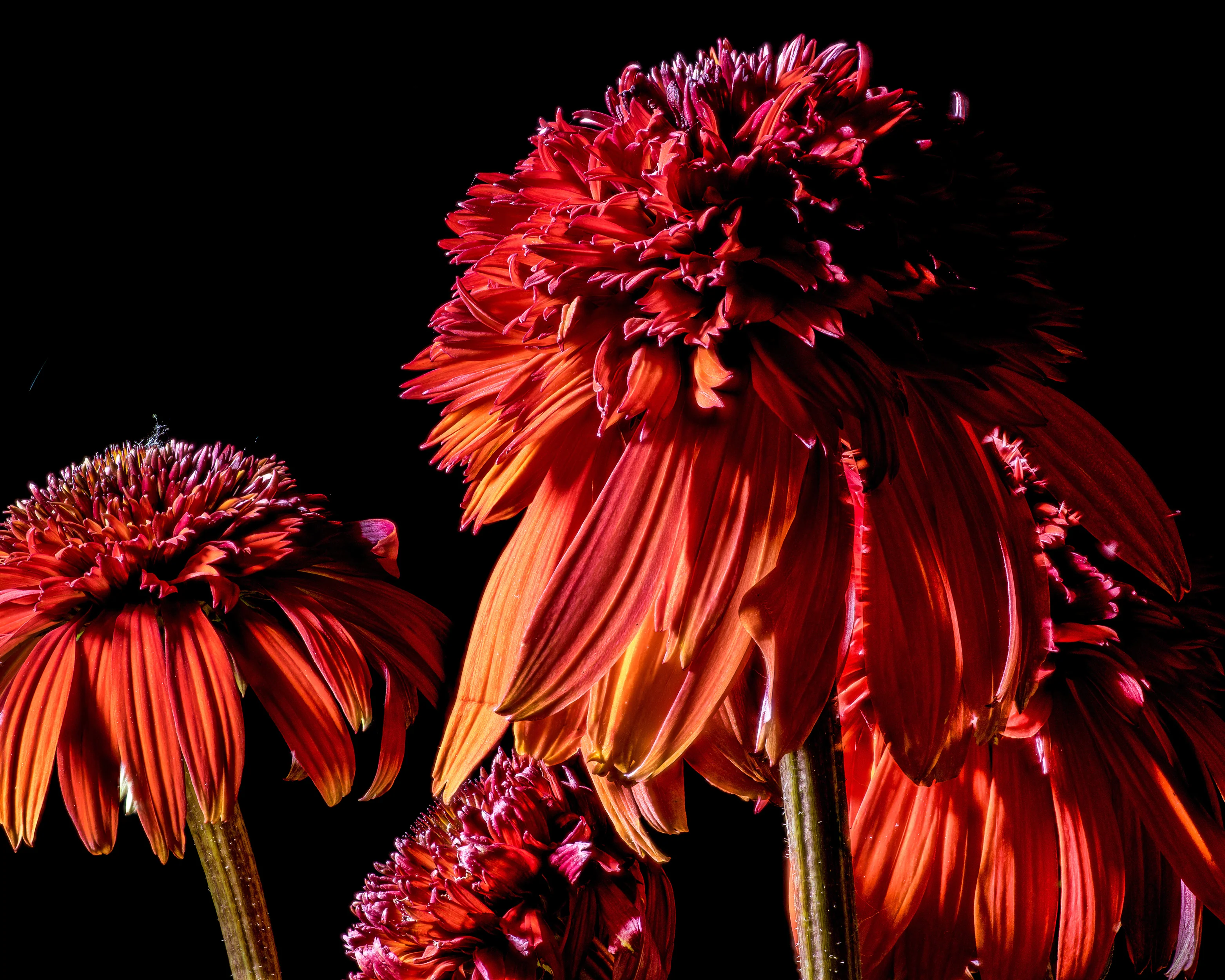 Echinacea 'Hot Papaya' - Image 6