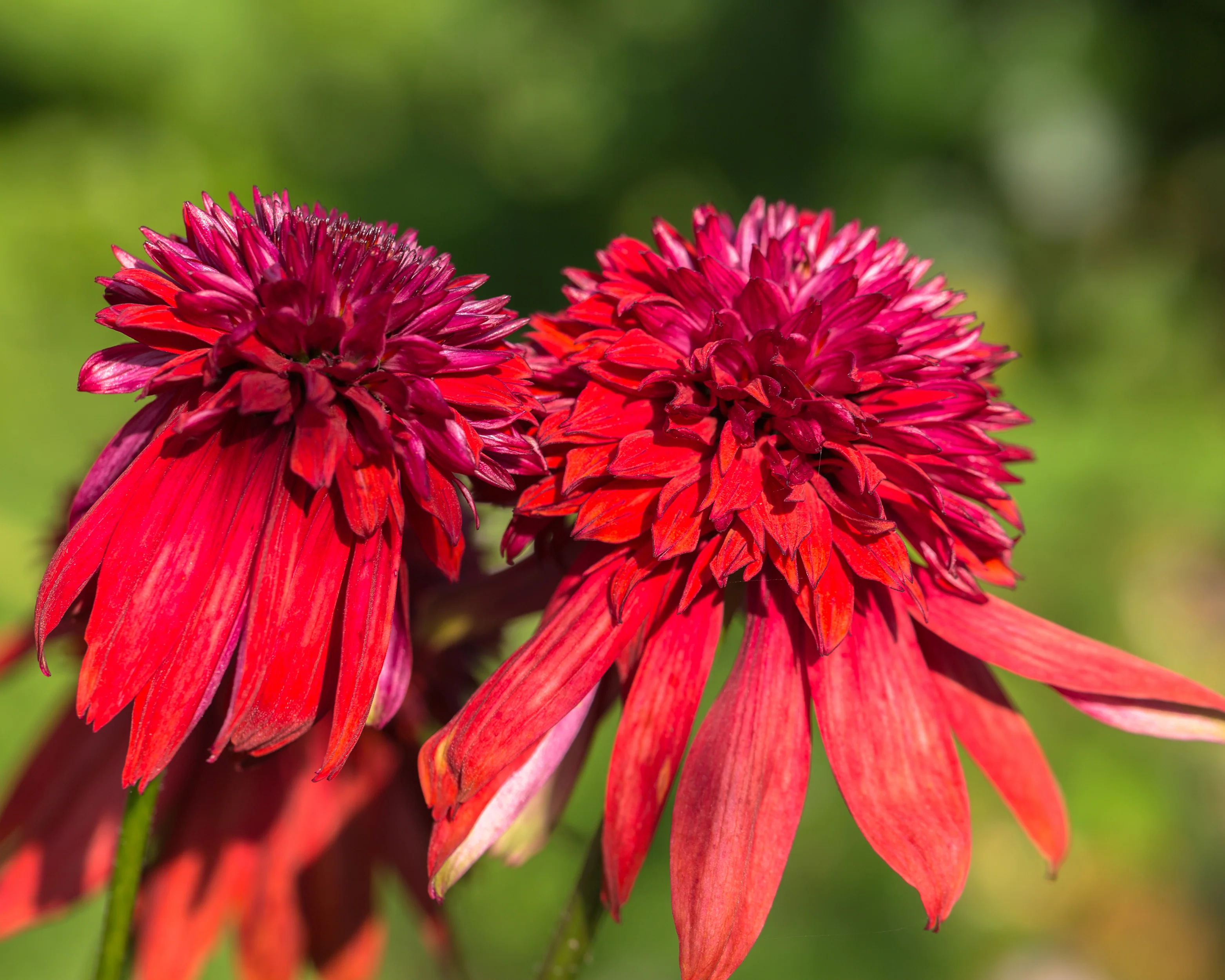 Echinacea 'Hot Papaya' - Image 7