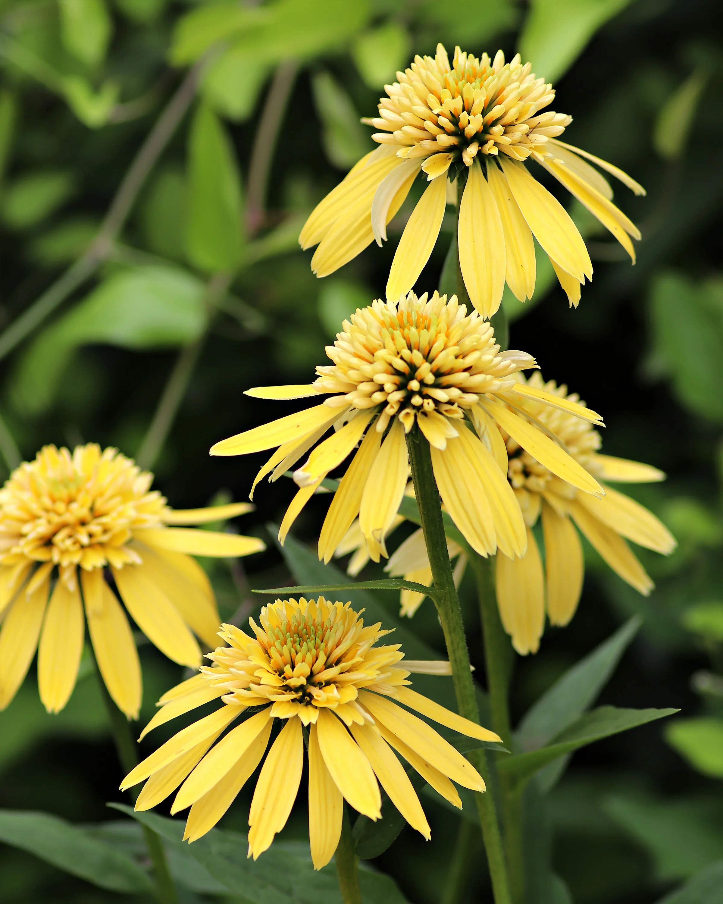Echinacea 'Lemon Drop' - Image 4