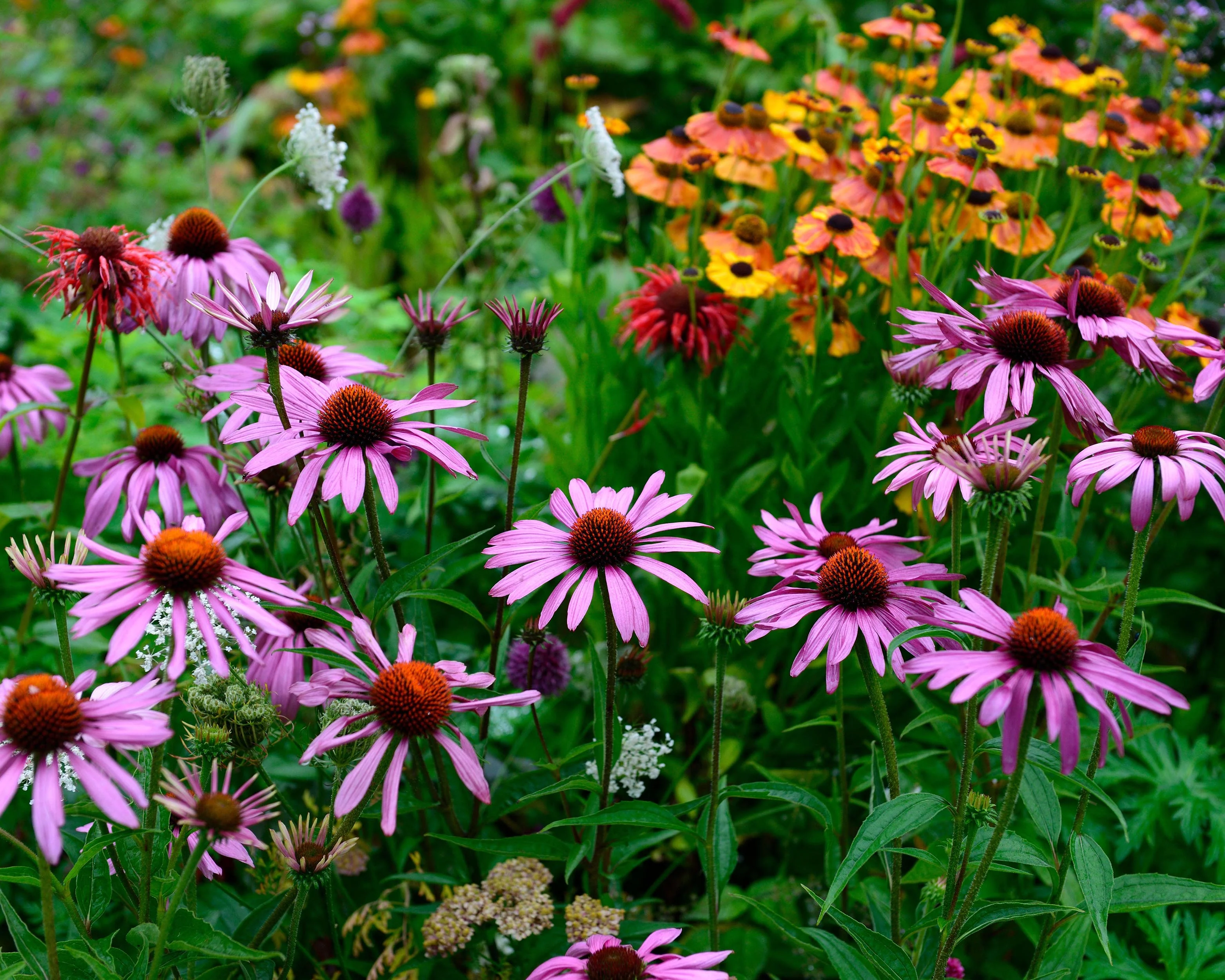 Echinacea 'Magnus' - Image 3