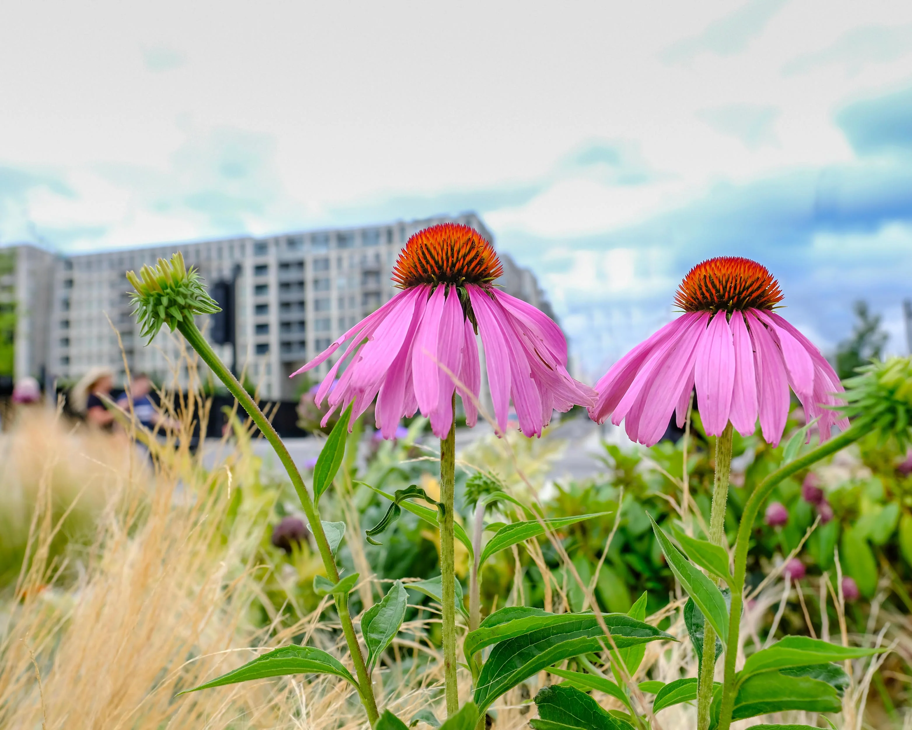Echinacea 'Magnus' - Image 6