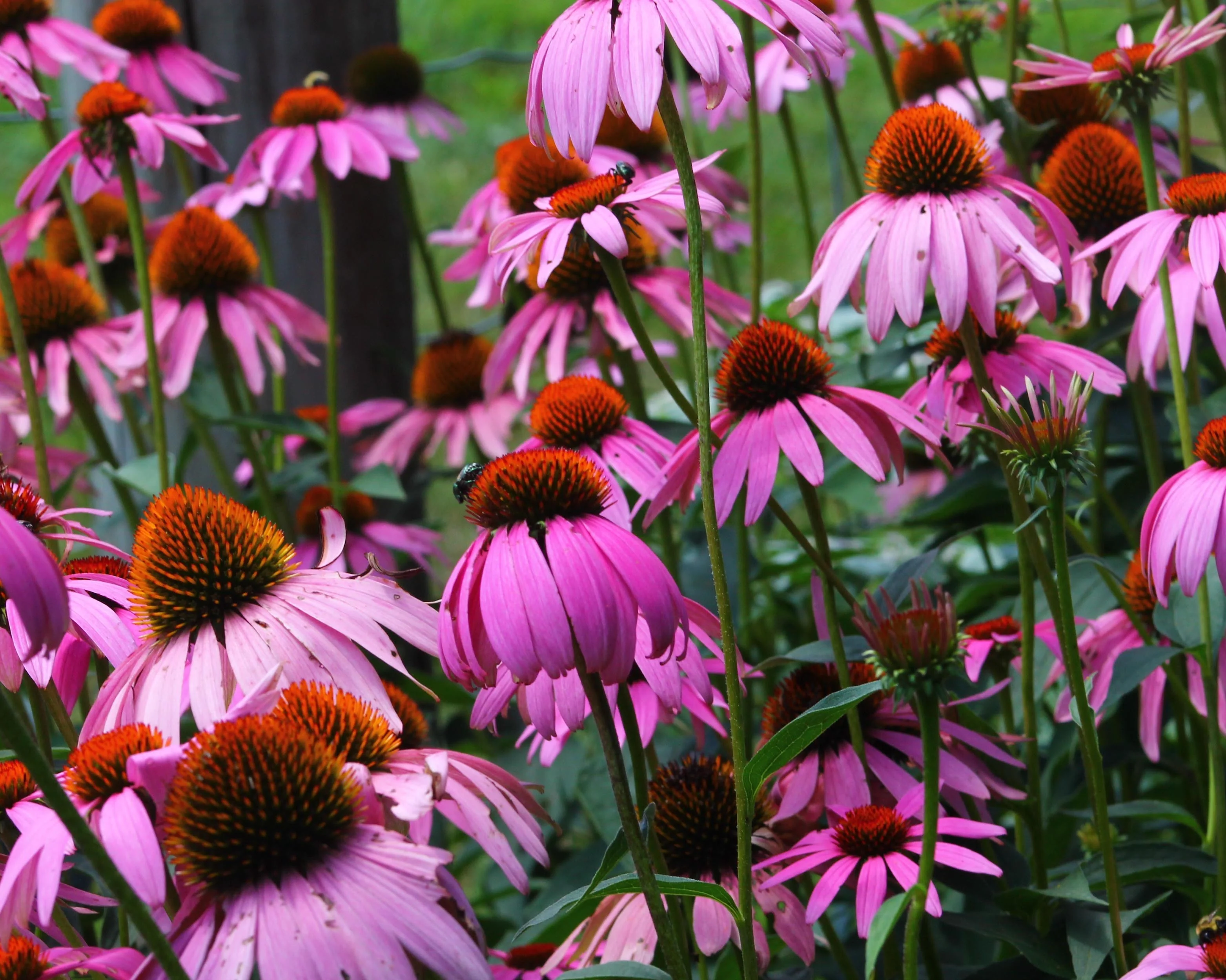 Echinacea 'Magnus' - Image 7