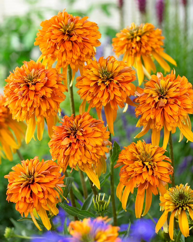 Echinacea 'Marmalade' - Image 2