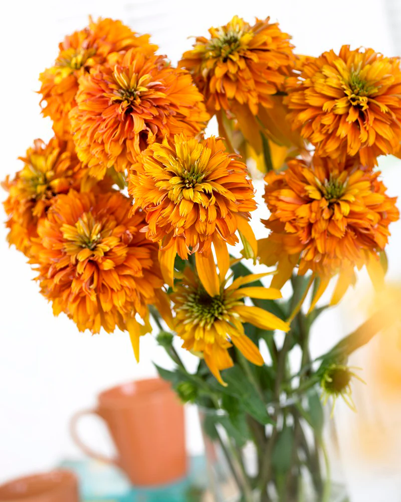 Echinacea 'Marmalade' - Image 3