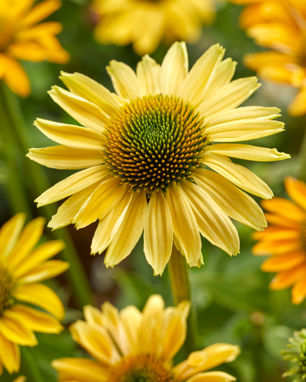 Echinacea 'Mellow Yellows' - Image 3