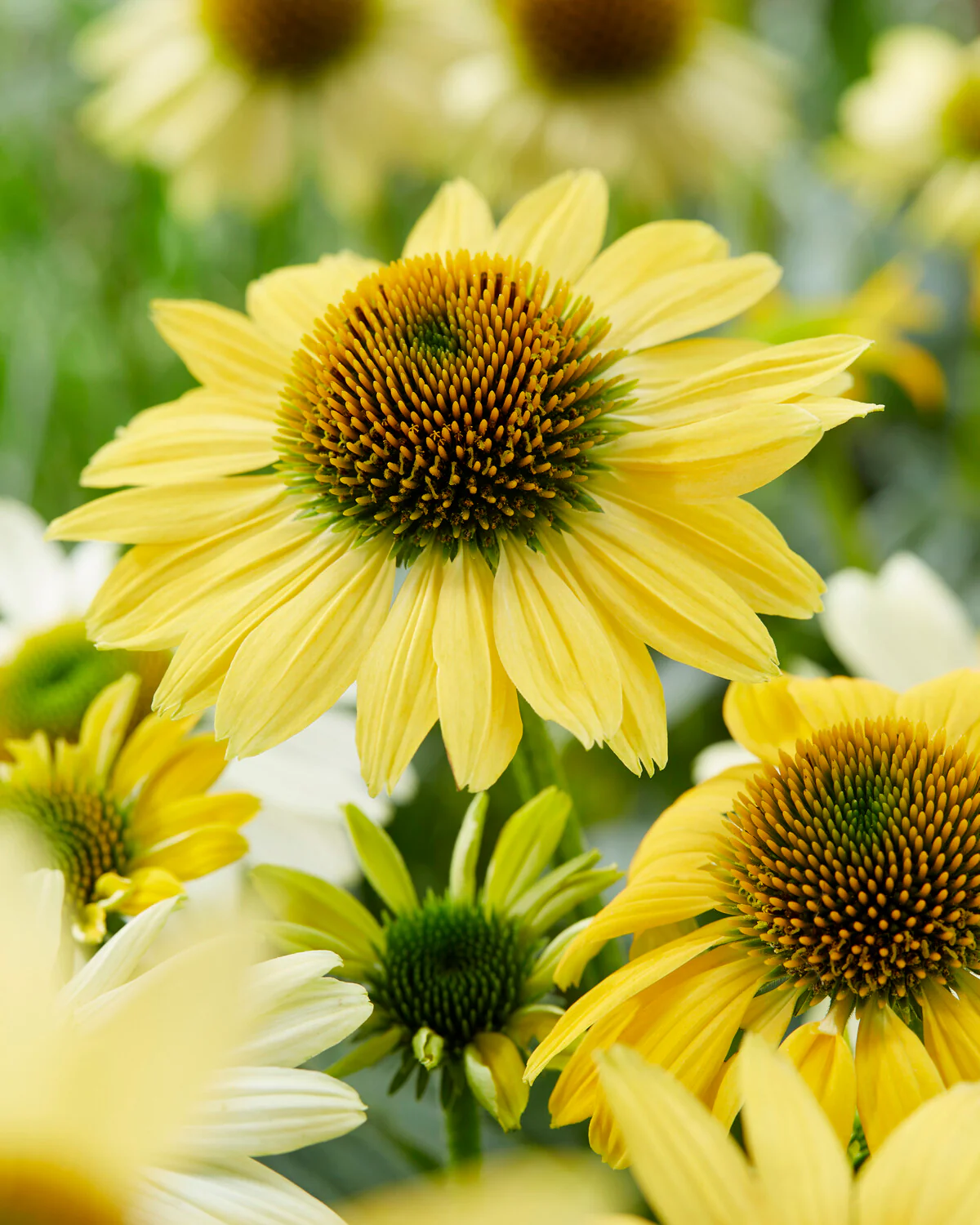 Echinacea 'Mellow Yellows' - Image 5