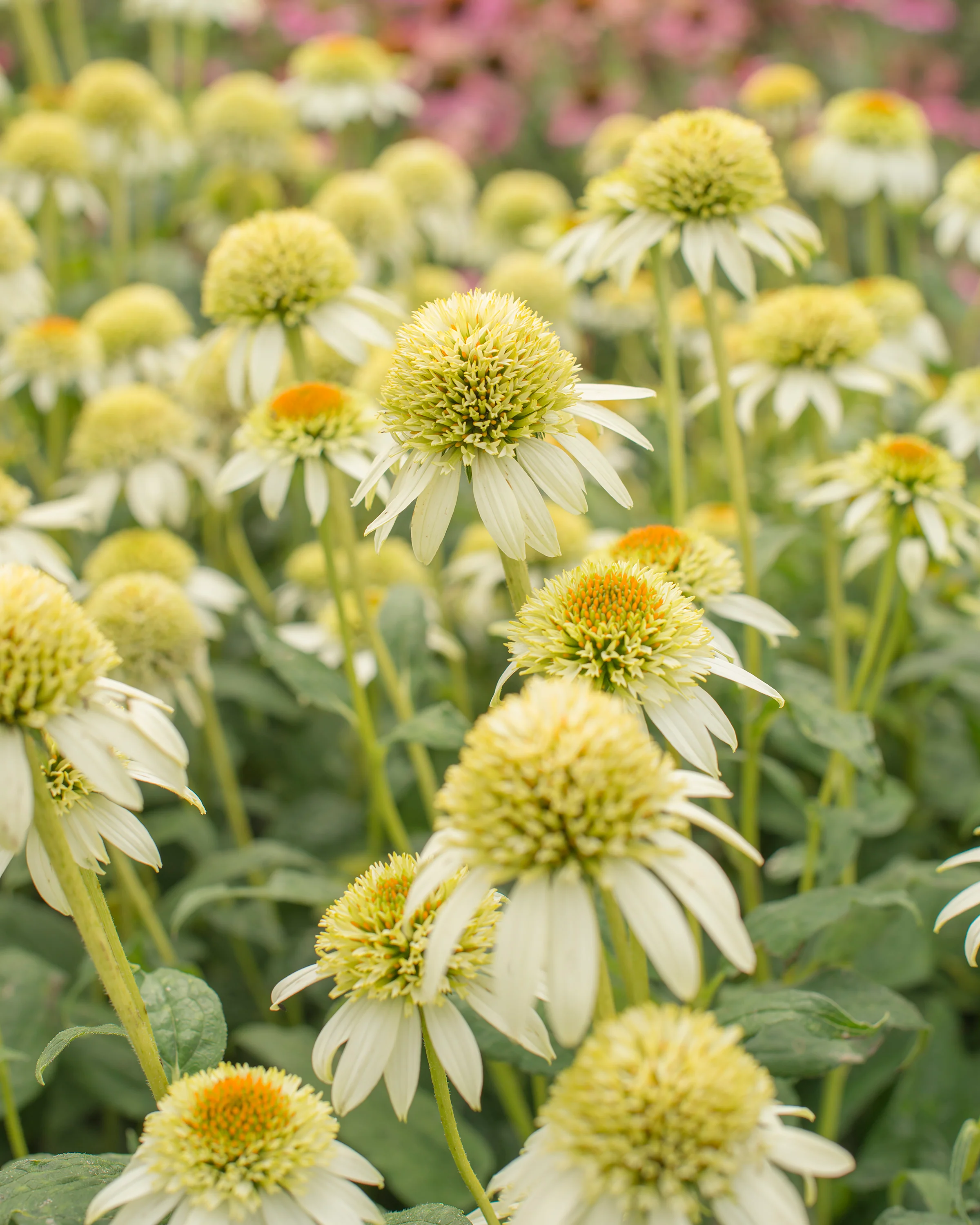 Echinacea 'Milkshake' - Image 2