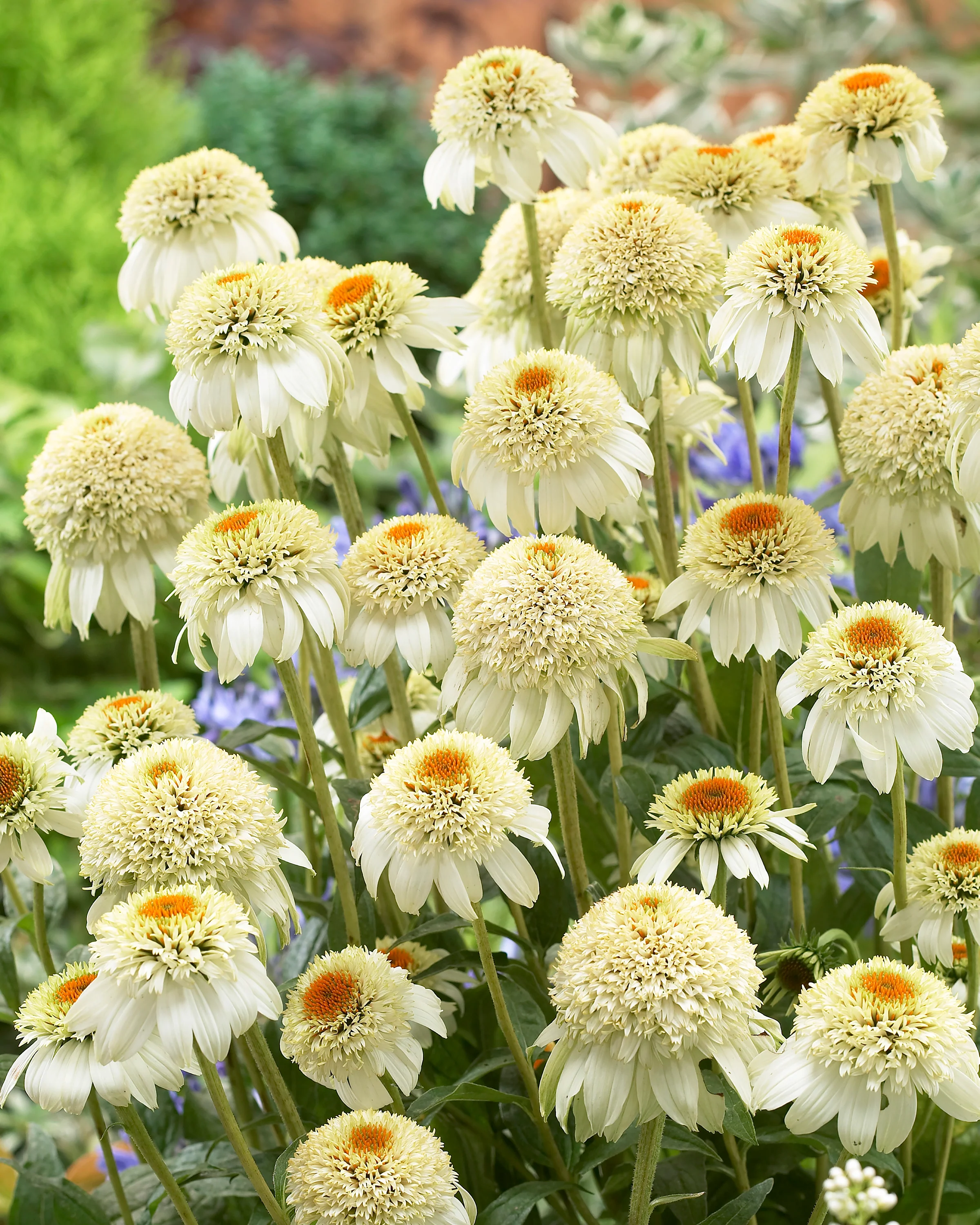 Echinacea 'Milkshake' - Image 6