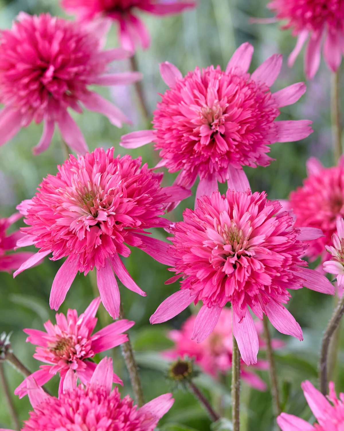 Echinacea 'Mini Belle' - Image 2