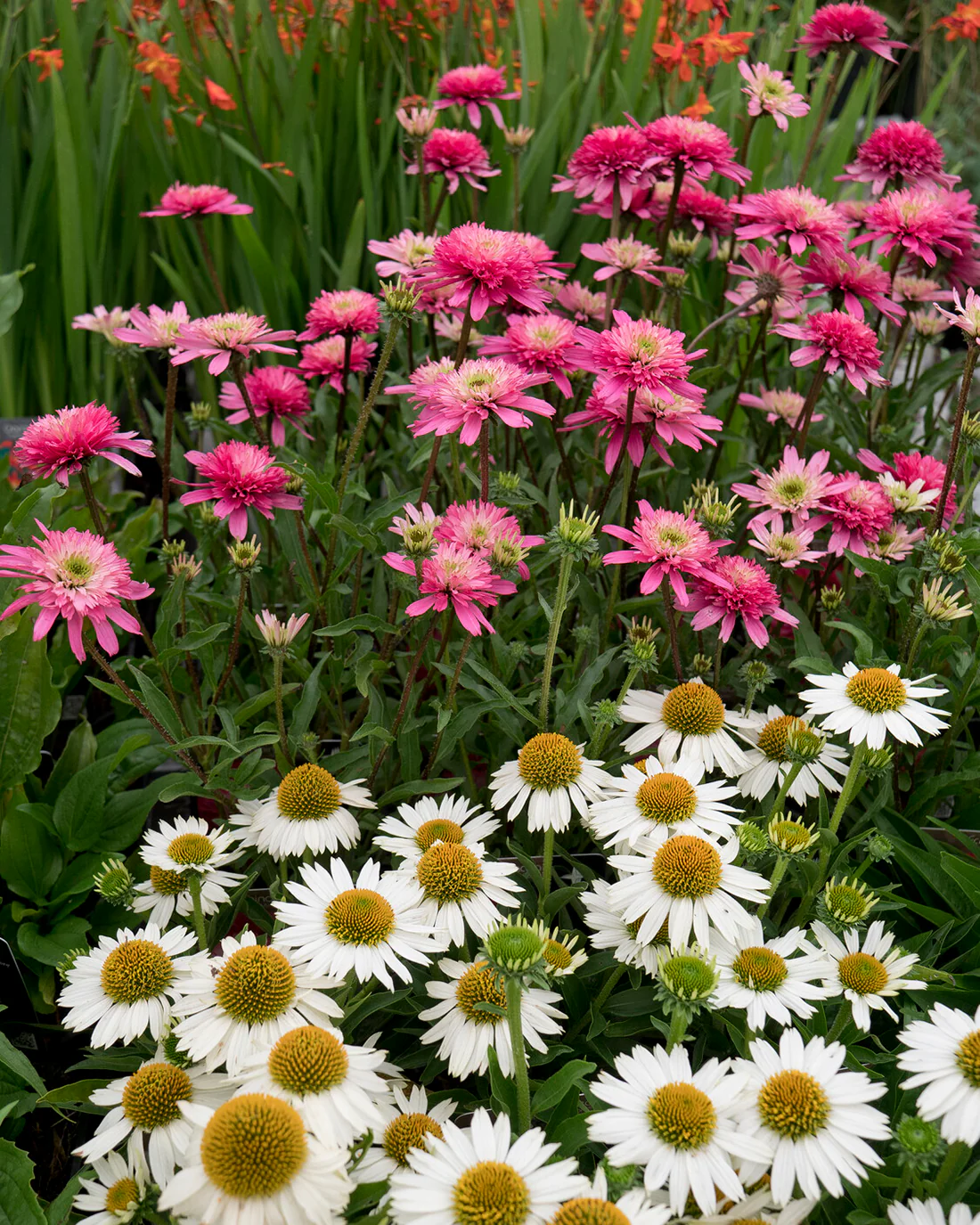 Echinacea 'Mini Belle' - Image 3