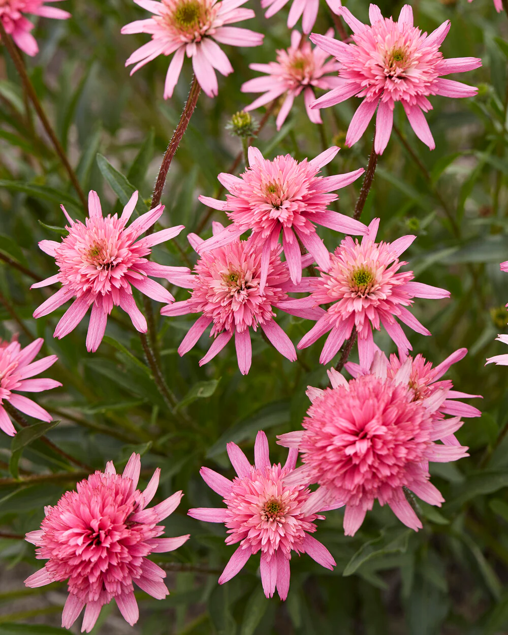 Echinacea 'Mini Belle' - Image 6