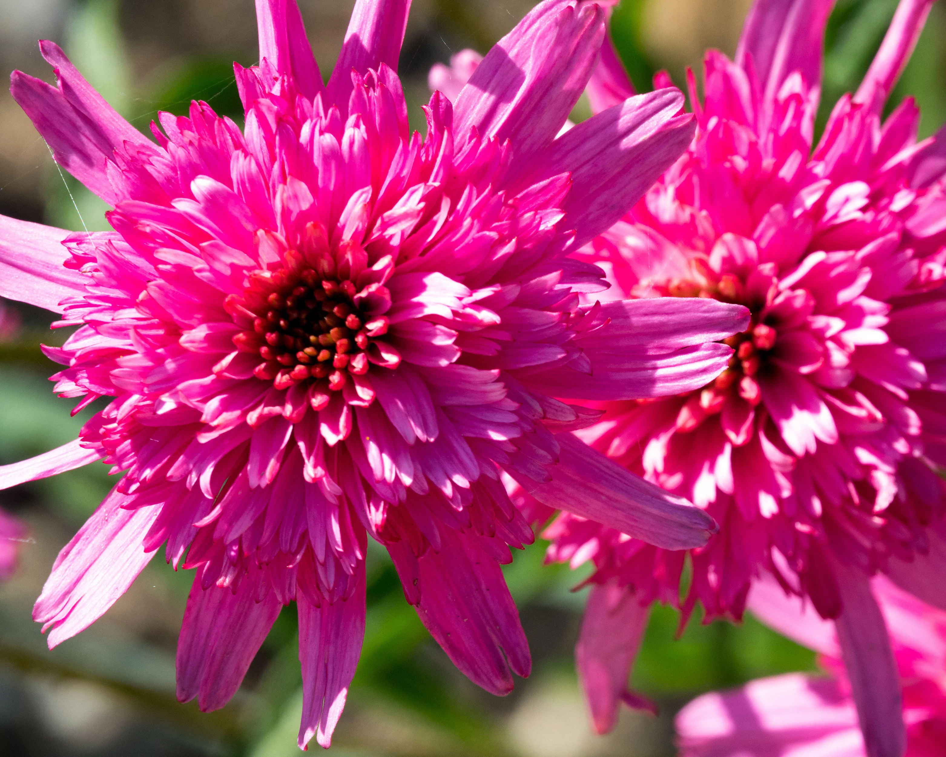 Echinacea 'Mini Belle' - Image 7