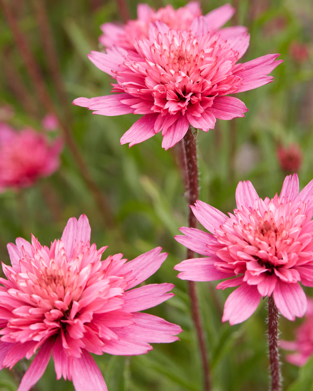 Echinacea 'Mini Belle' - Image 9