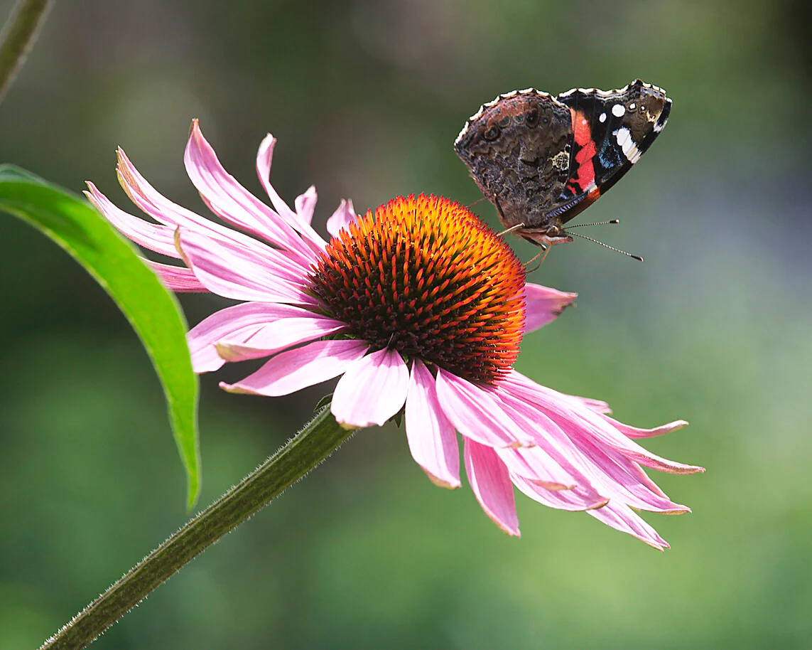 Echinacea 'Papillon Mix' - Image 3