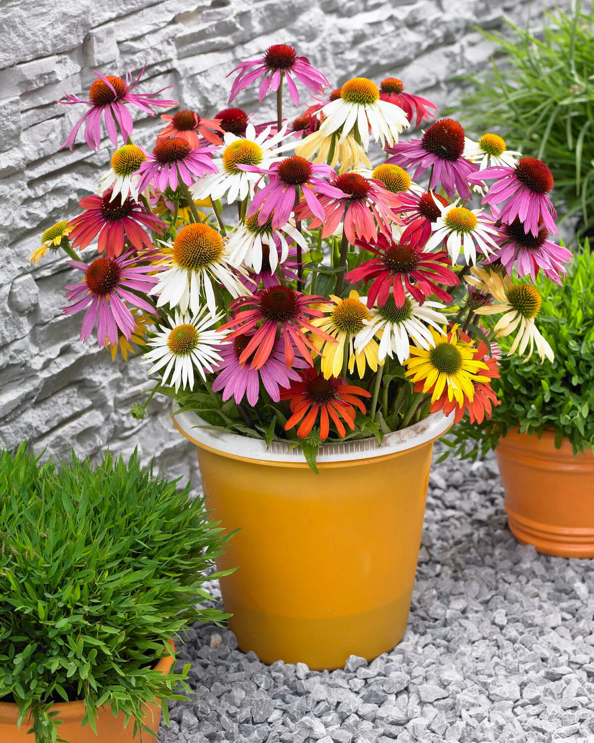 Echinacea 'Papillon Mix' - Image 5