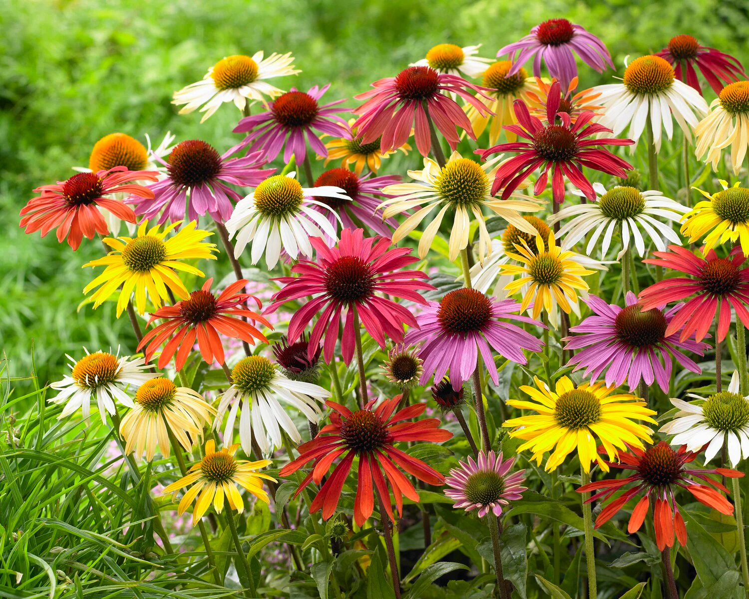 Echinacea 'Papillon Mix' - Image 6