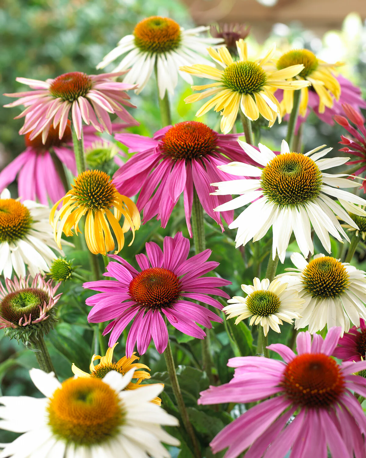 Echinacea 'Papillon Mix' - Image 8