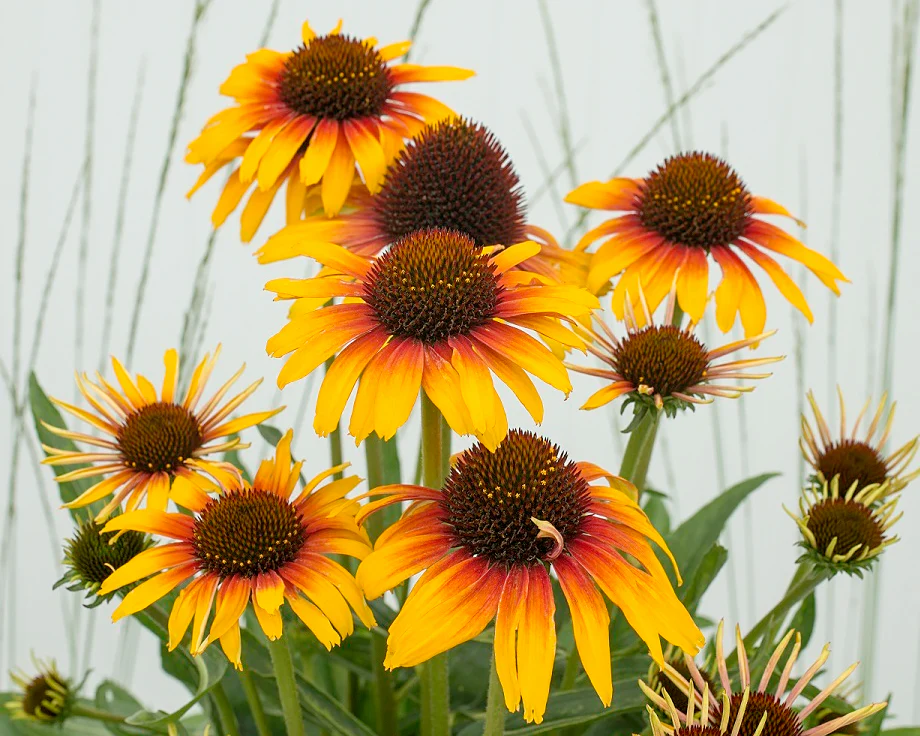 Echinacea 'Parrot' - Image 11