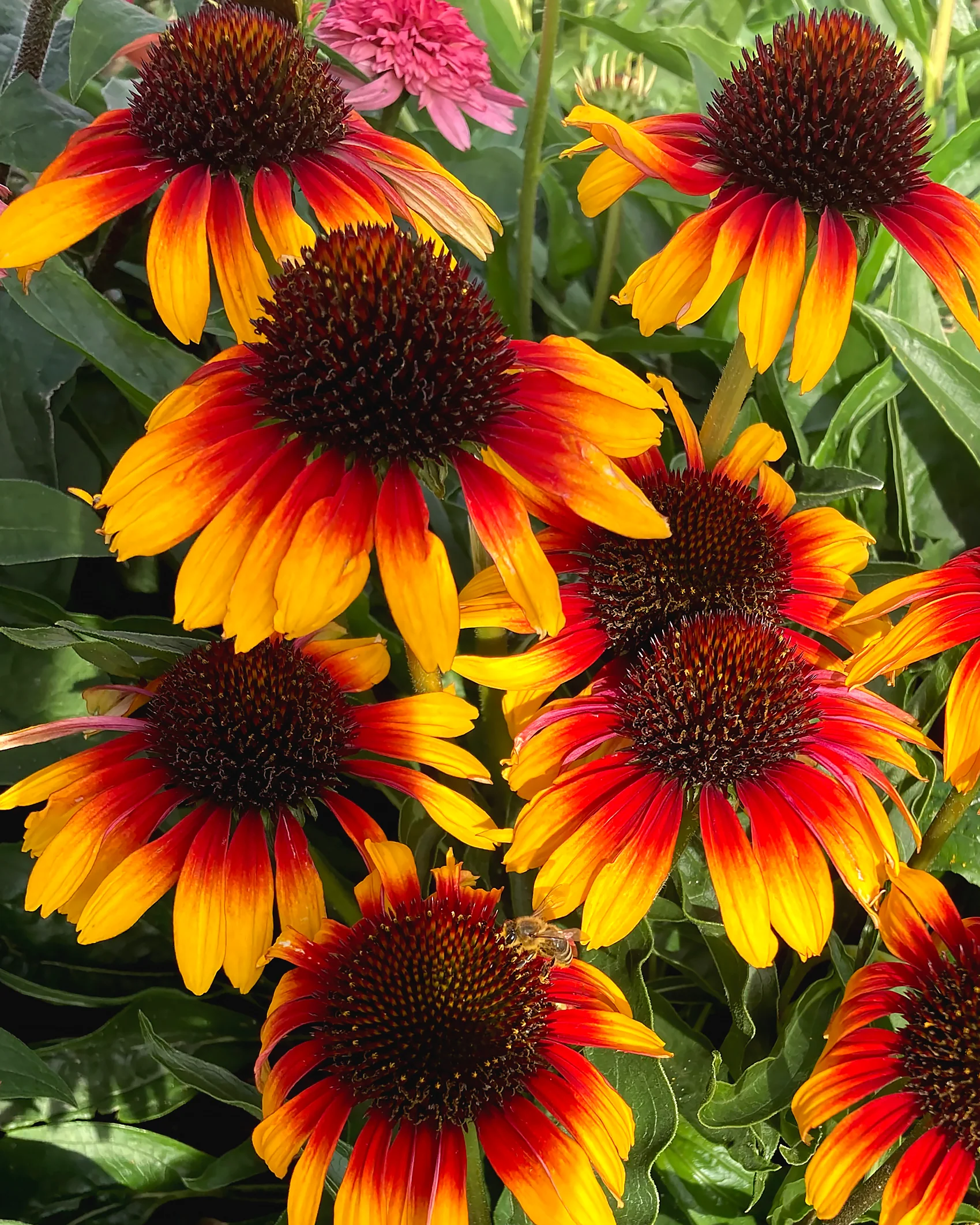 Echinacea 'Parrot' - Image 5