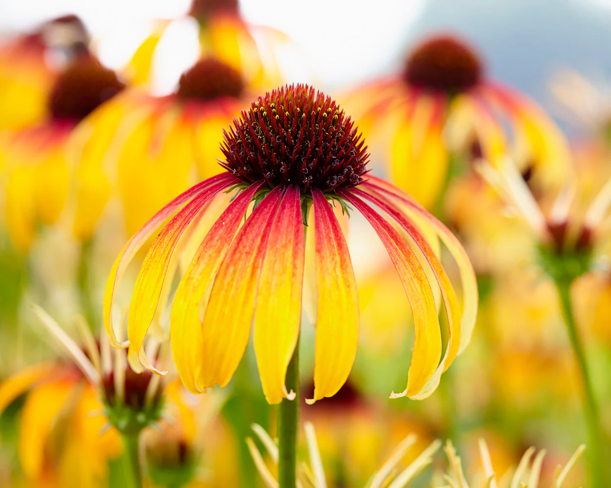 Echinacea 'Parrot' - Image 8