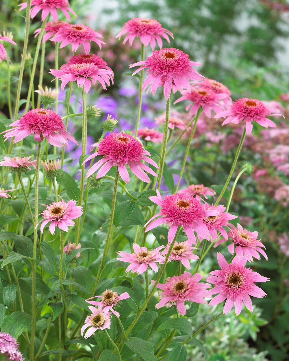 Echinacea 'Pink Double Delight' - Image 4