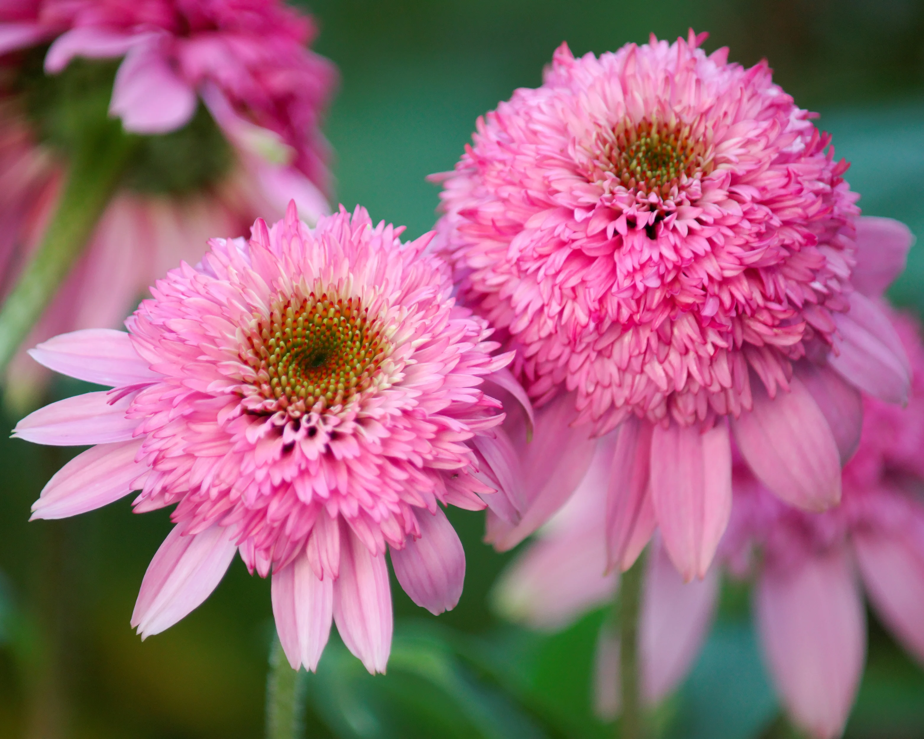 Echinacea 'Pink Double Delight' - Image 5