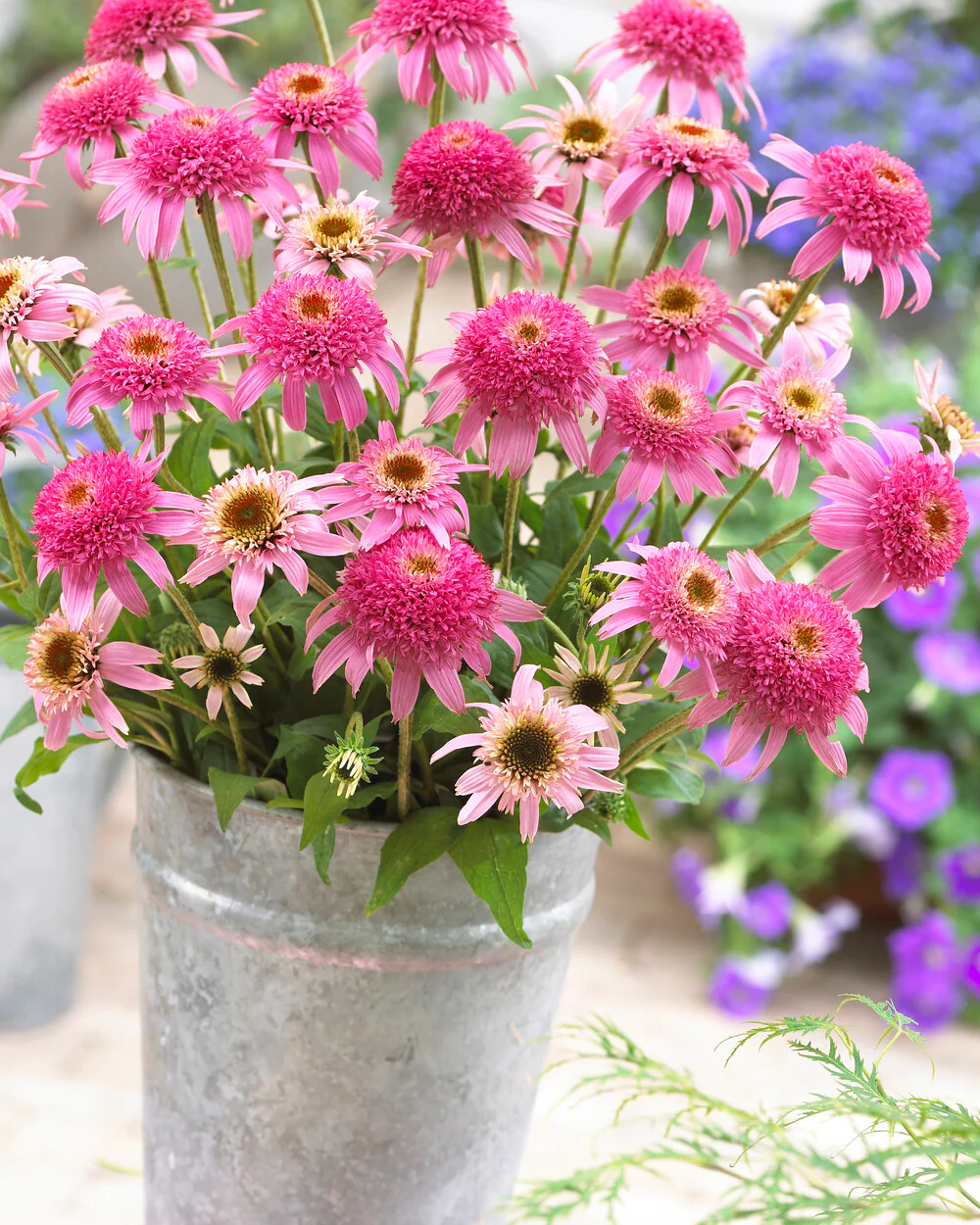Echinacea 'Pink Double Delight' - Image 6
