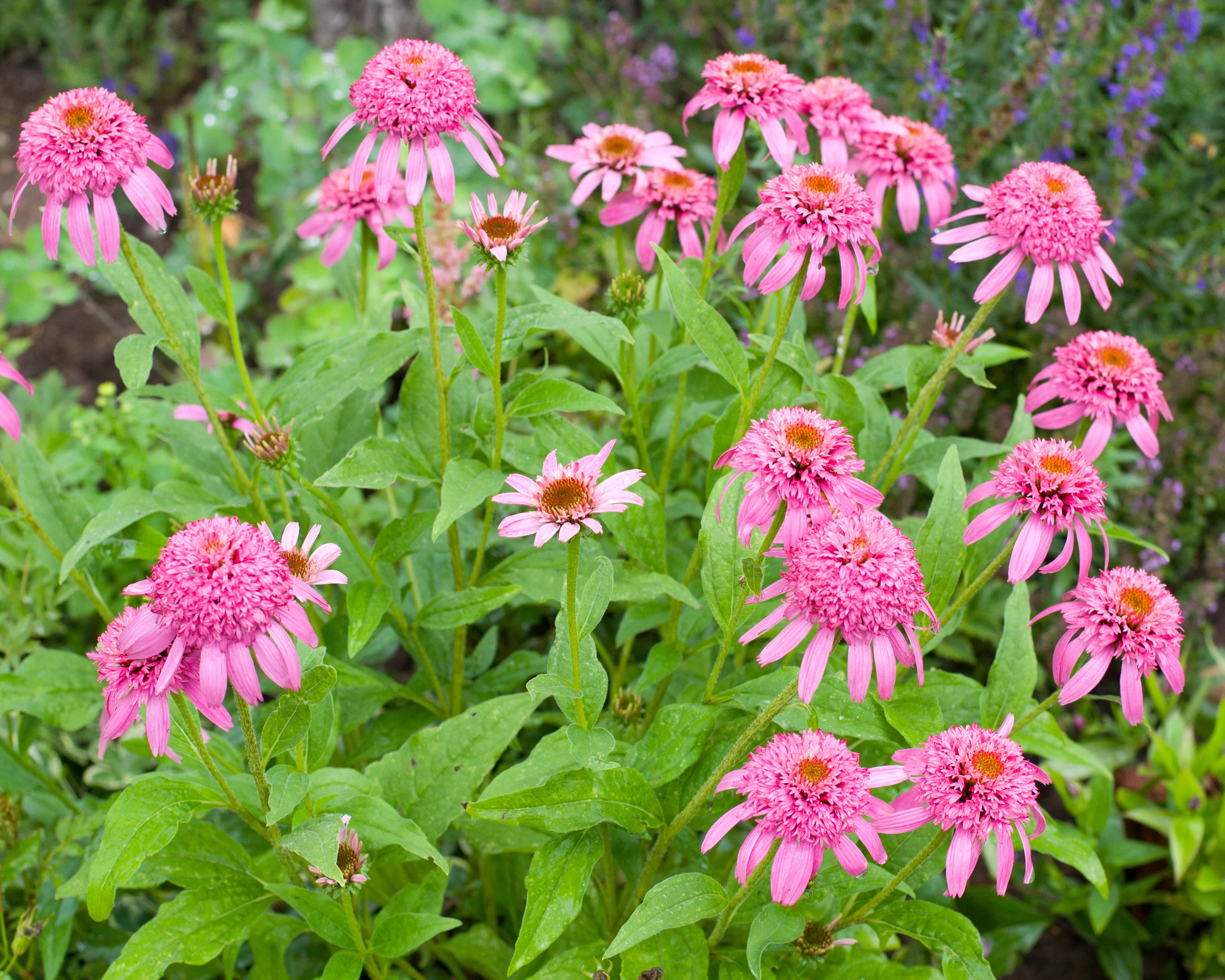 Echinacea 'Pink Double Delight' - Image 7