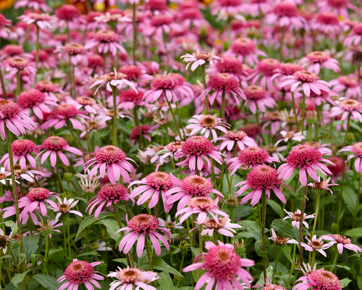 Echinacea 'Pink Double Delight' - Image 8