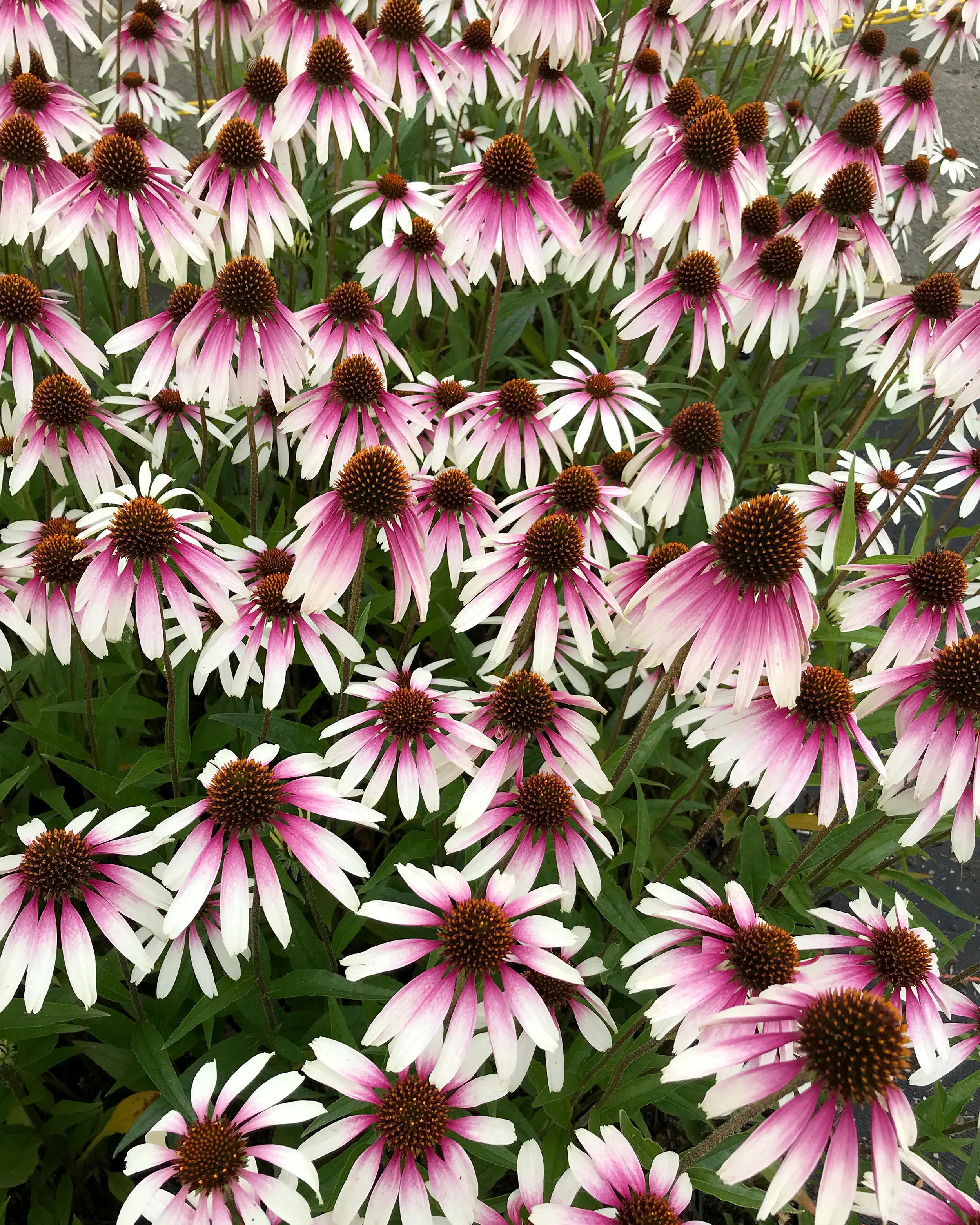 Echinacea 'Pretty Parasols' - Image 2