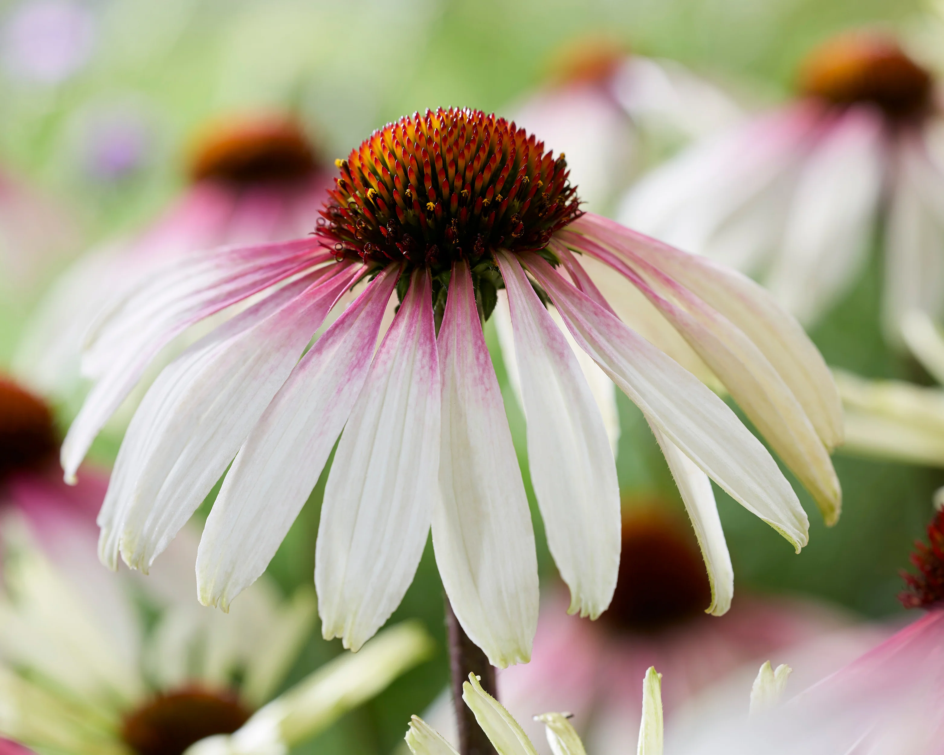 Echinacea 'Pretty Parasols' - Image 3