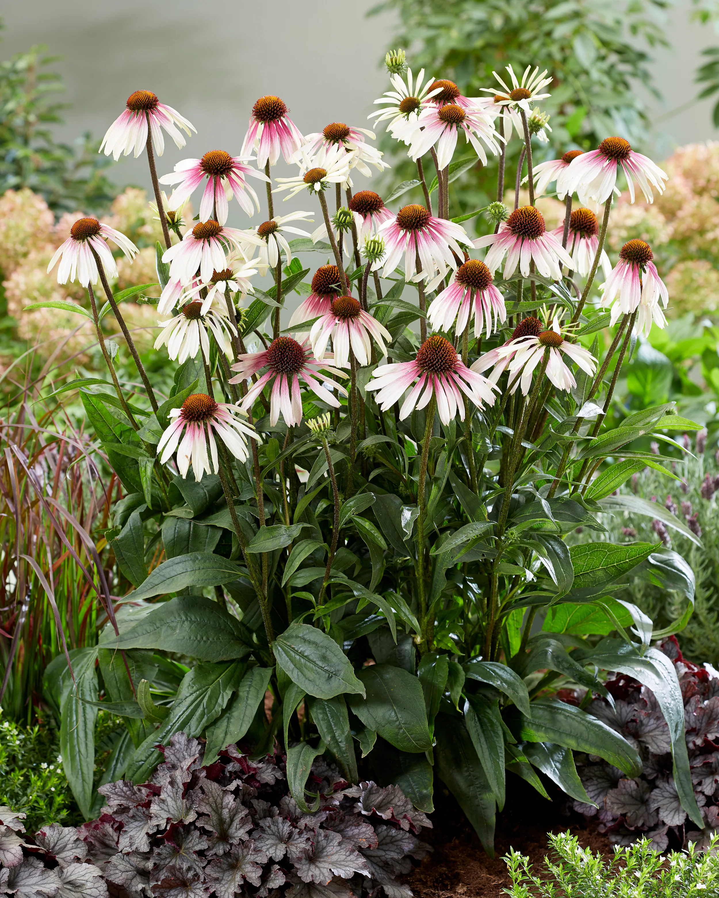 Echinacea 'Pretty Parasols' - Image 7
