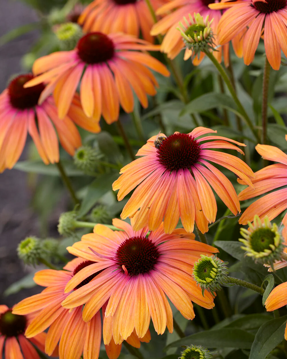 Echinacea 'Rainbow Marcella' - Image 11