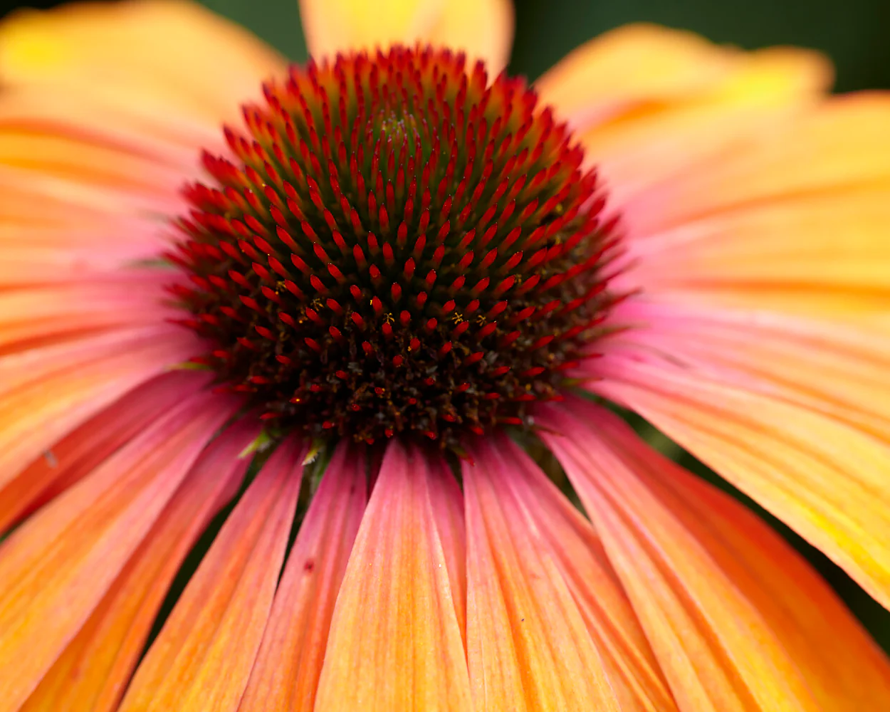 Echinacea 'Rainbow Marcella' - Image 12