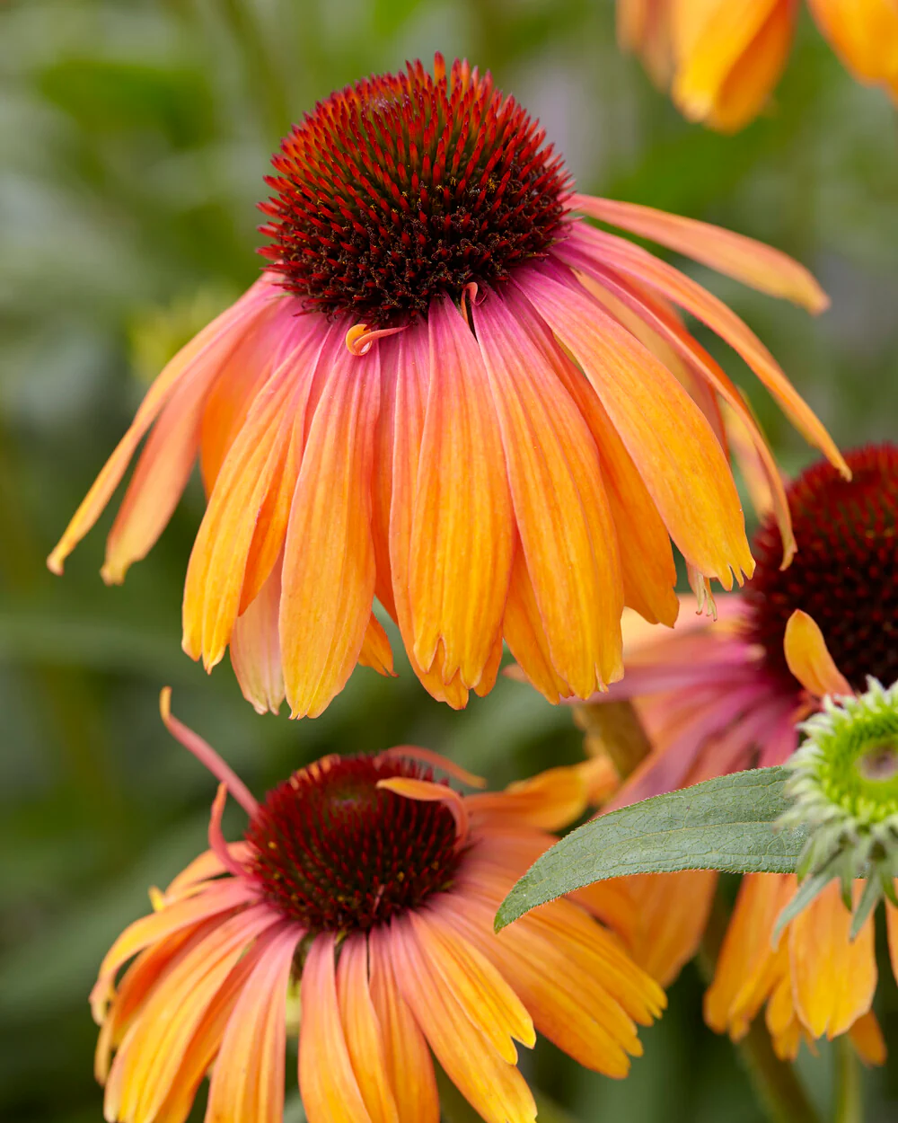 Echinacea 'Rainbow Marcella' - Image 4