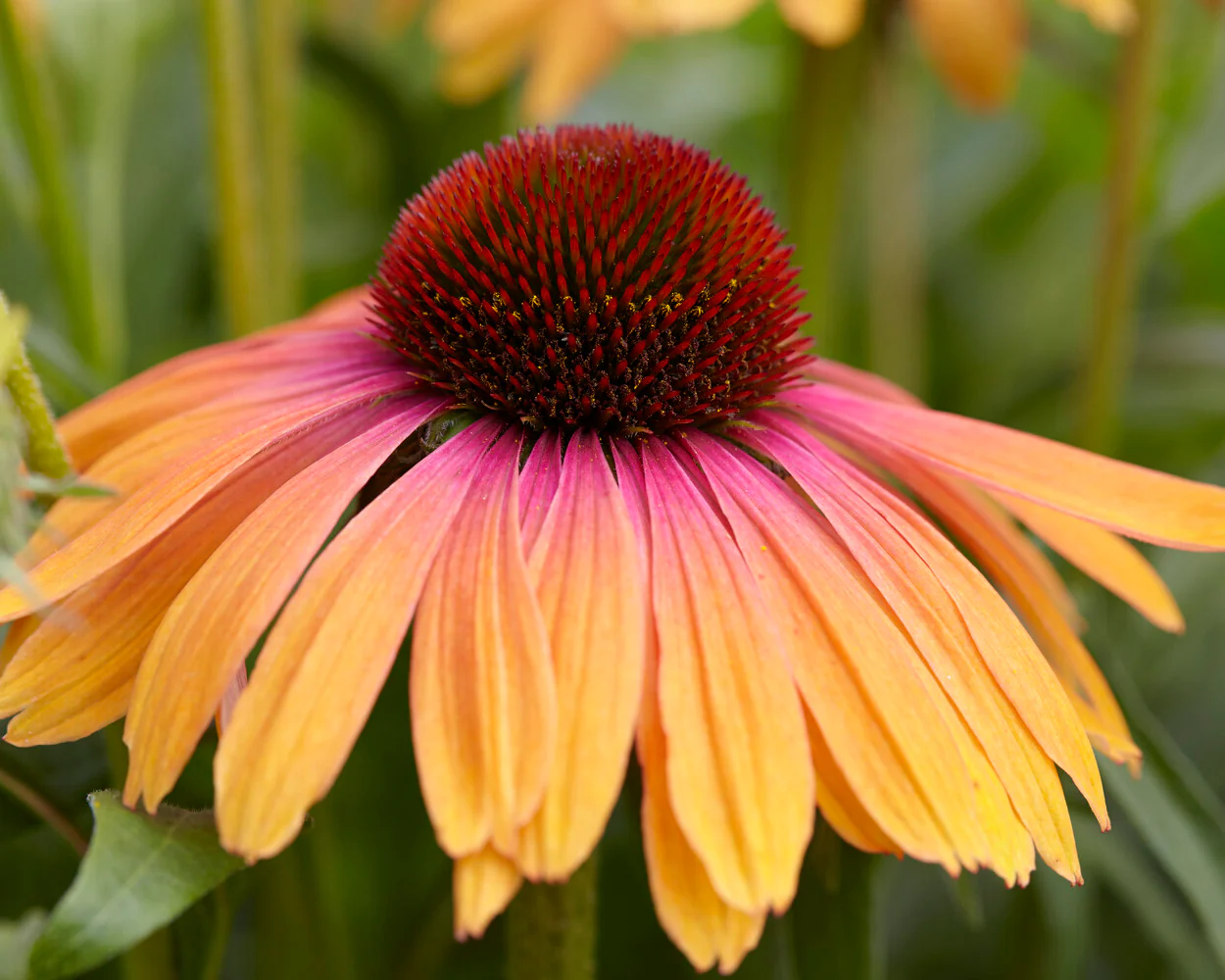 Echinacea 'Rainbow Marcella' - Image 7