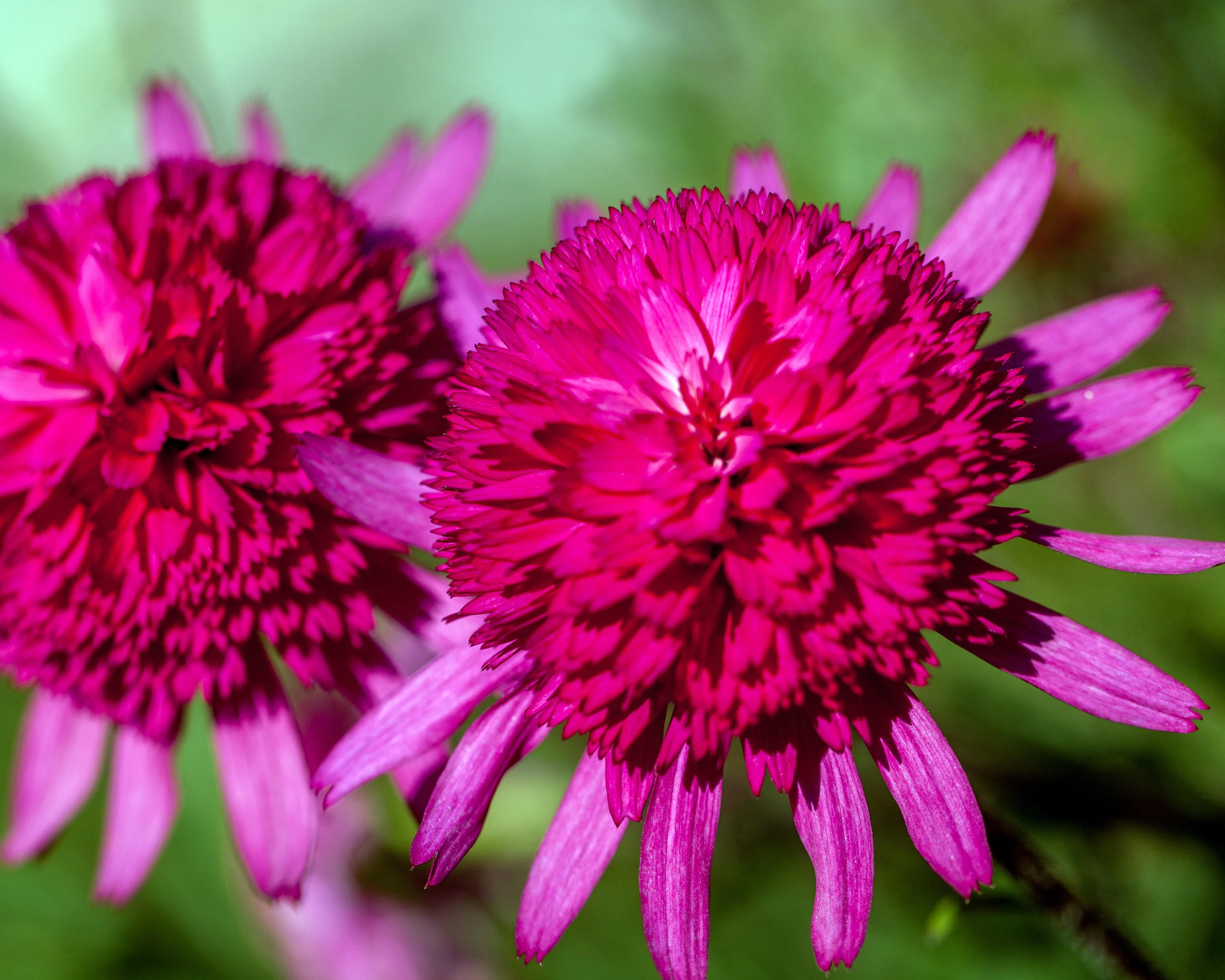 Echinacea 'Southern Belle' - Image 5