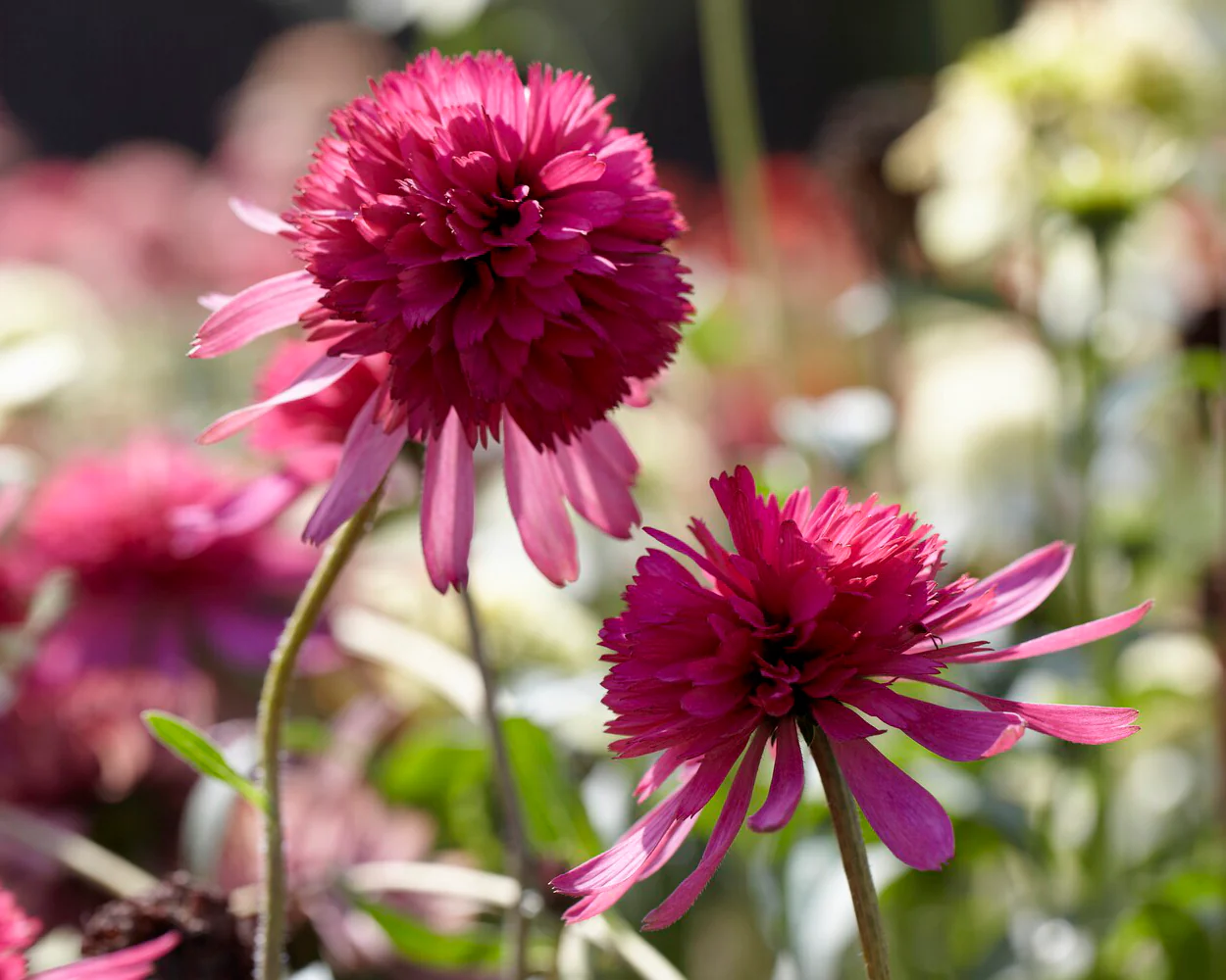 Echinacea 'Southern Belle' - Image 8