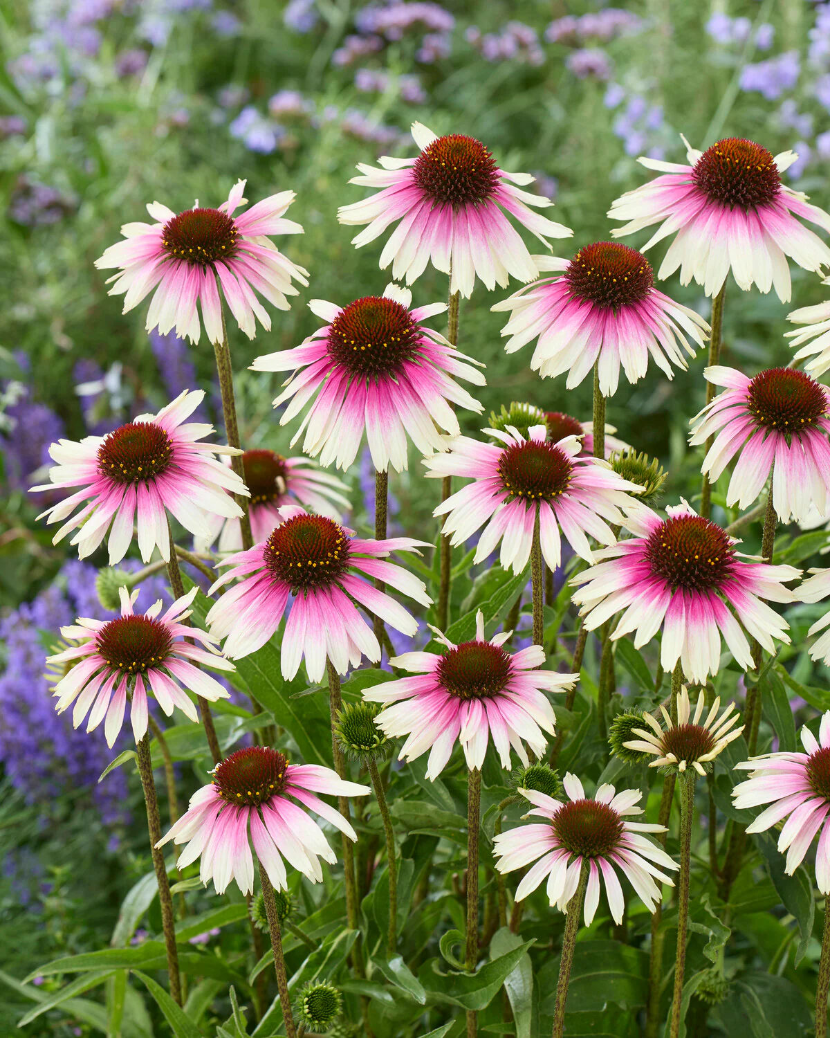 Echinacea 'Sombrero White Purple' - Image 2
