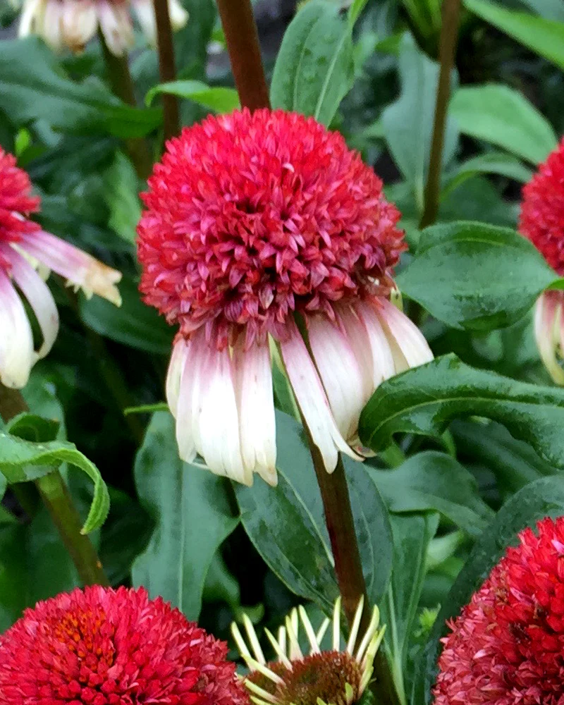 Echinacea 'Strawberry & Cream' - Image 2