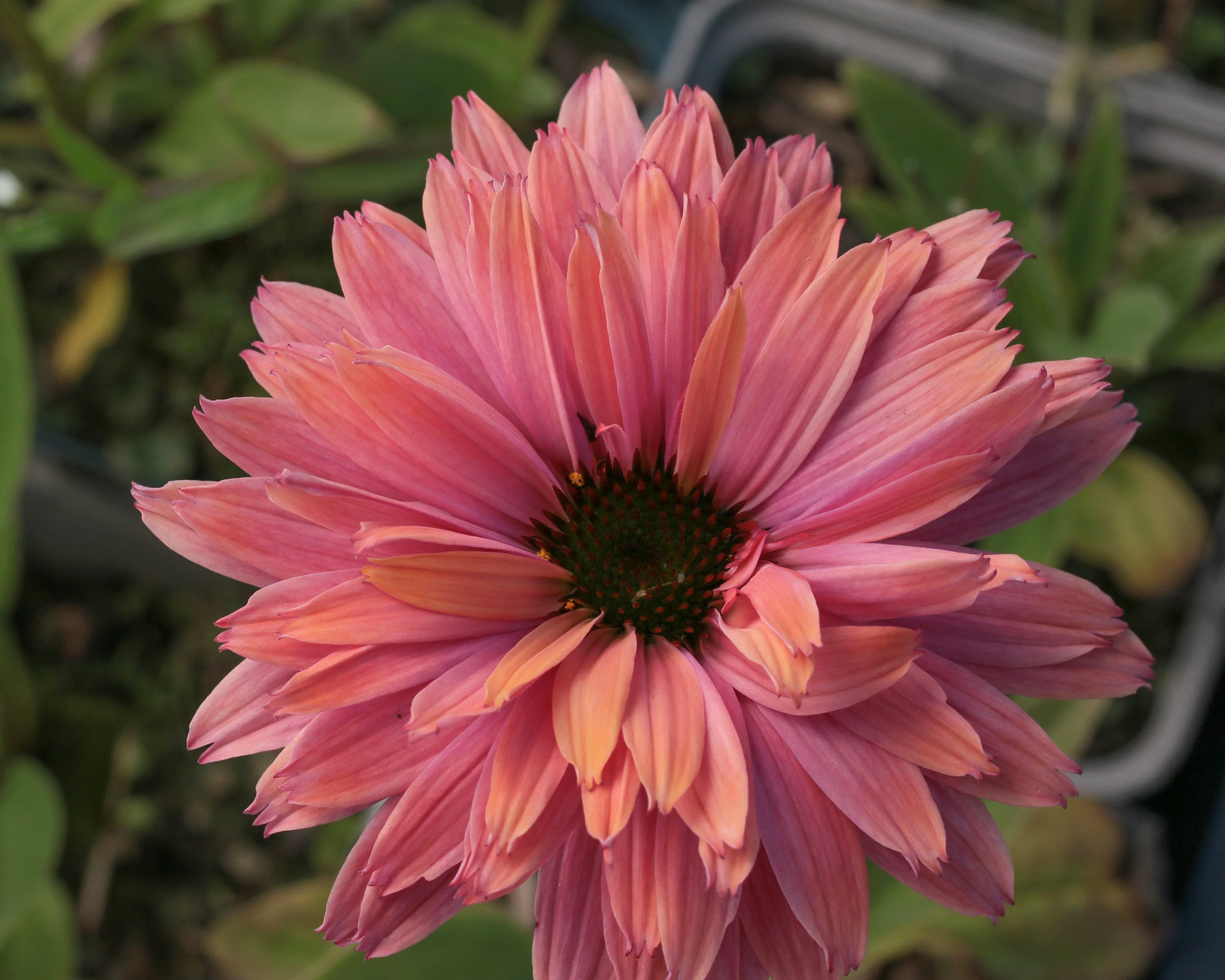 Echinacea 'Sunseekers Rainbow' - Image 4