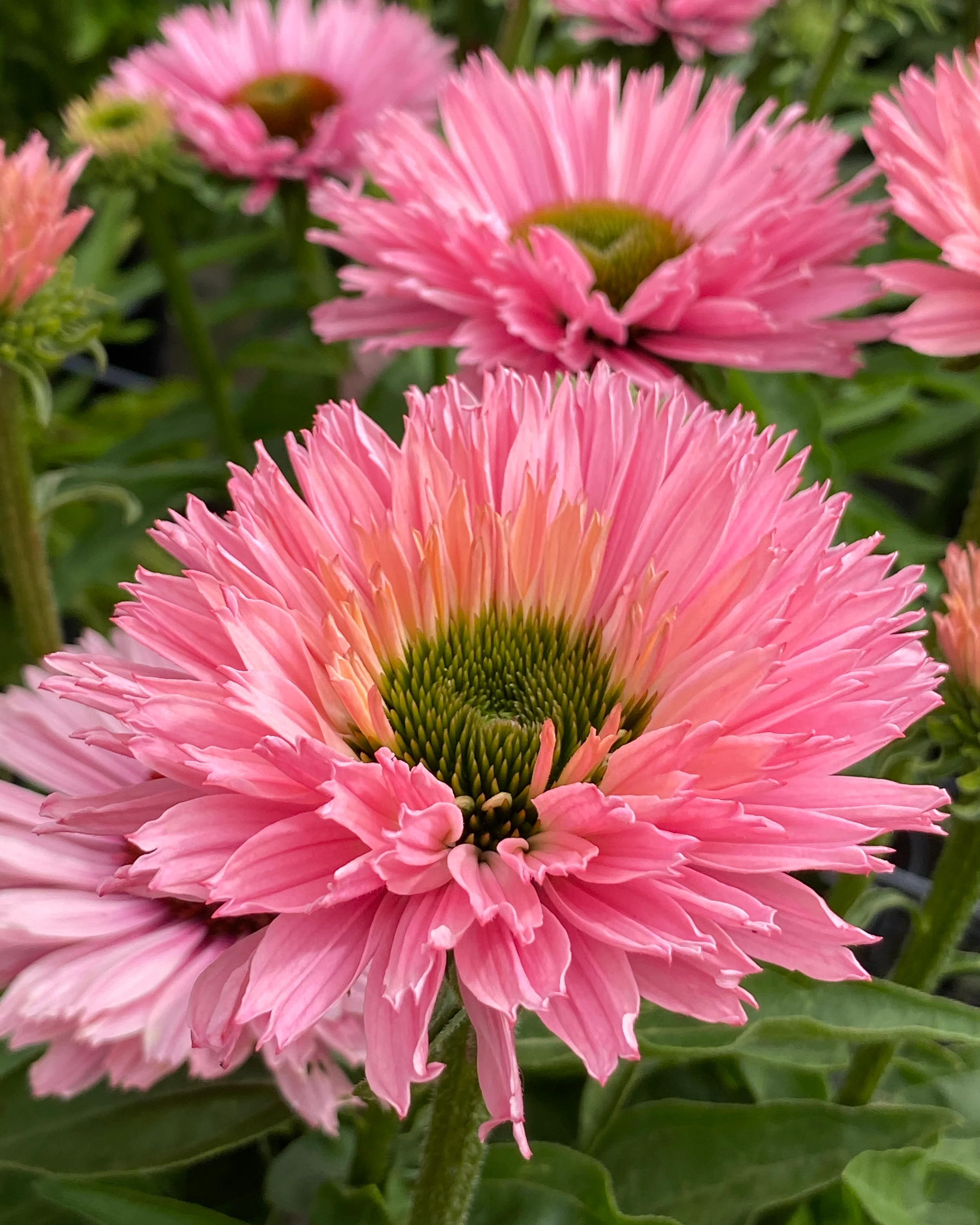 Echinacea 'Sunseekers Salmon' - Image 4