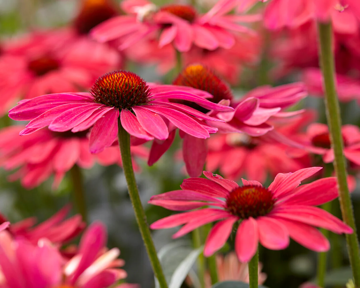 Echinacea 'Sweet Meadow Mama' - Image 3