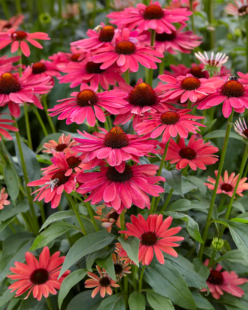 Echinacea 'Sweet Meadow Mama' - Image 5